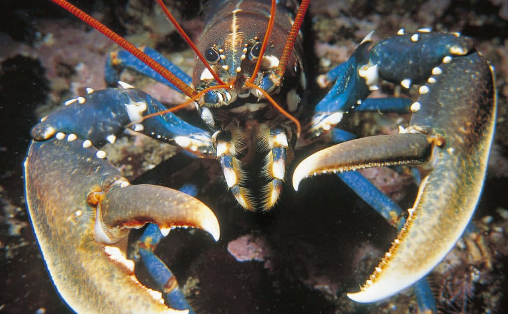 Lobster 桌布 壁紙 — 一張特寫照片，展示一隻鮮豔的藍色斑點龍蝦，帶有橙色觸角和巨大的鉗子，背景是黑暗的水下環境。