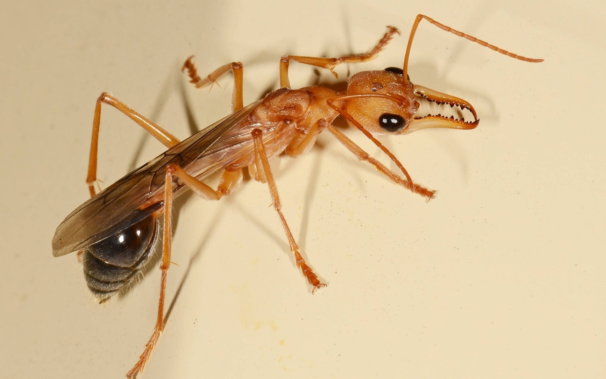 ant 桌布 壁紙 — 一張特寫照片，拍攝一隻大型紅褐色螞蟻，具有突出的下顎和半透明翅膀，背景為淡米色。