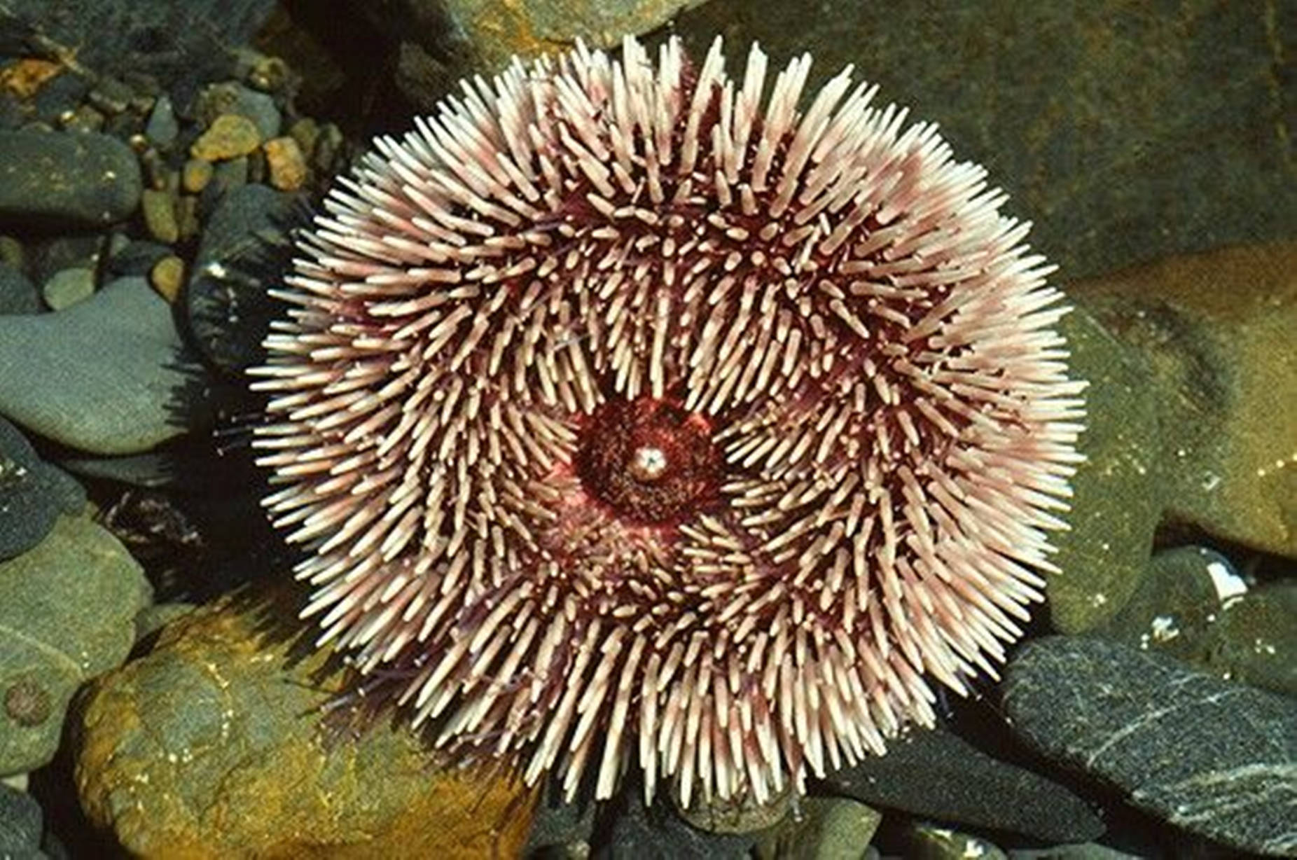 Sea Urchin 桌布 壁紙 — 一張特寫照片，拍攝一隻帶有白色和粉紅色刺的刺海膽，躺在濕岩石上。