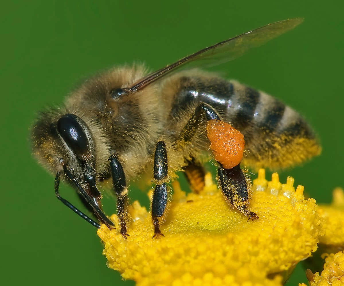 Honey Bee 桌布 壁紙 — 一張特寫照片，拍攝一隻毛茸茸的蜜蜂在鮮豔的綠色背景下，在明亮的黃色花朵上採集花粉。