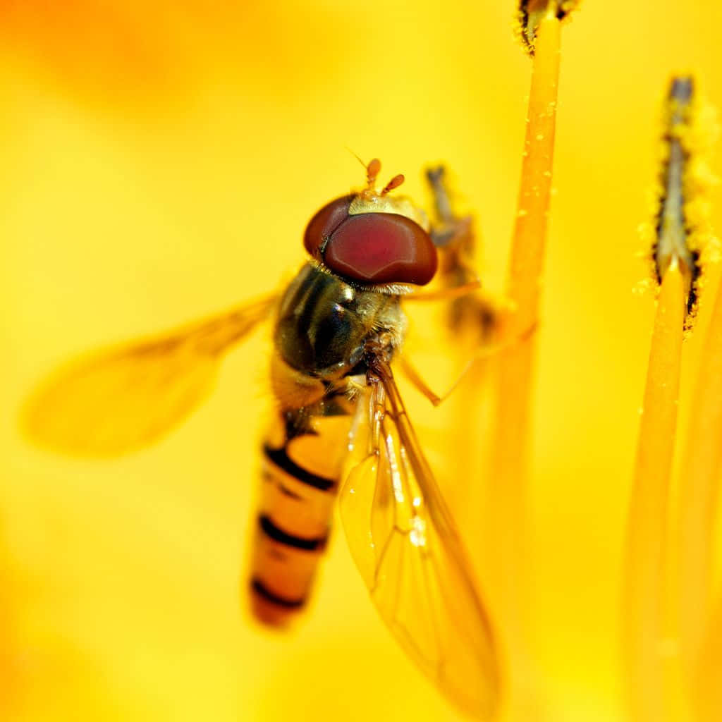 bees 桌布 壁紙 — 一張特寫照片，拍攝一隻食蚜蠅棲息在鮮黃色花朵上，背景模糊。