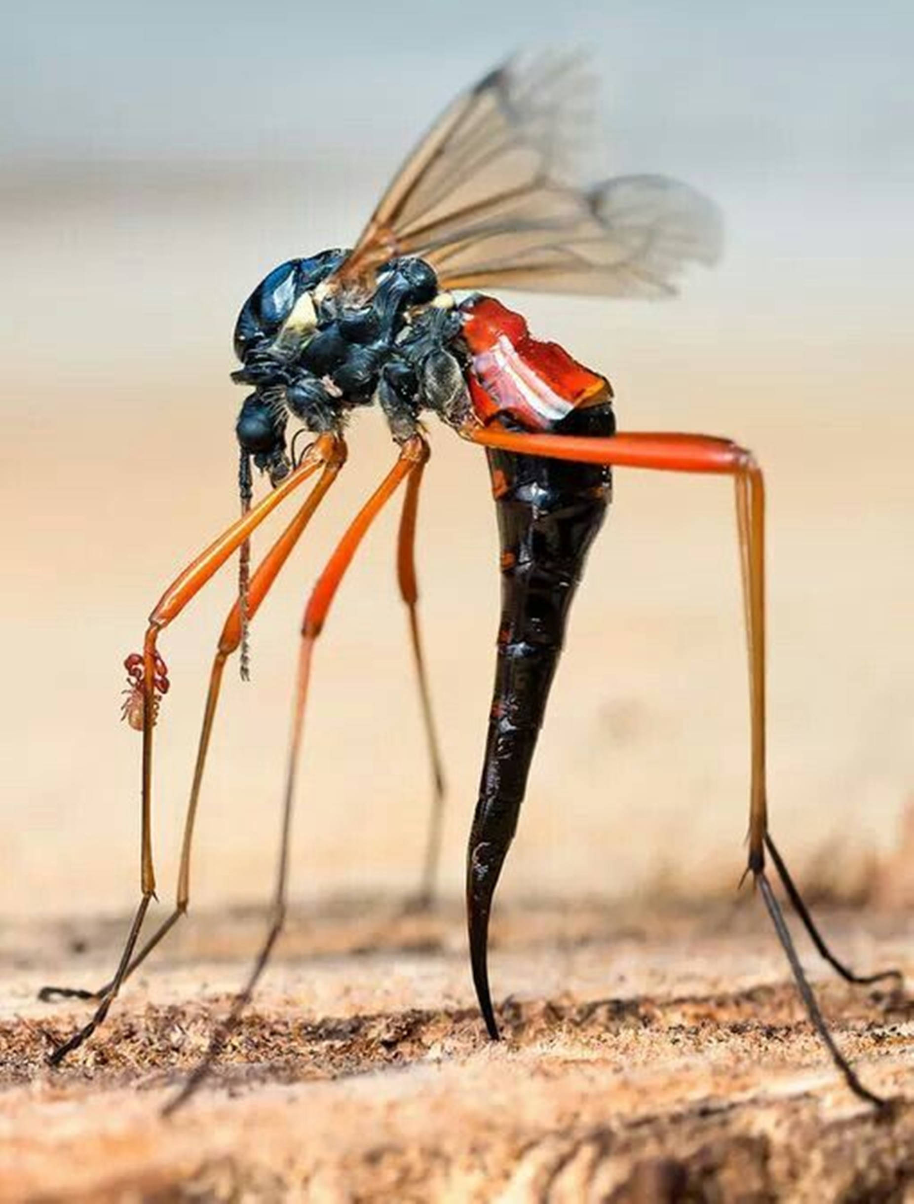 wasp 桌布 壁紙 — 一張特寫照片，拍攝了一隻引人注目的昆蟲，黑色身體、紅色胸部、長長的橙色腿，站在沙地上。