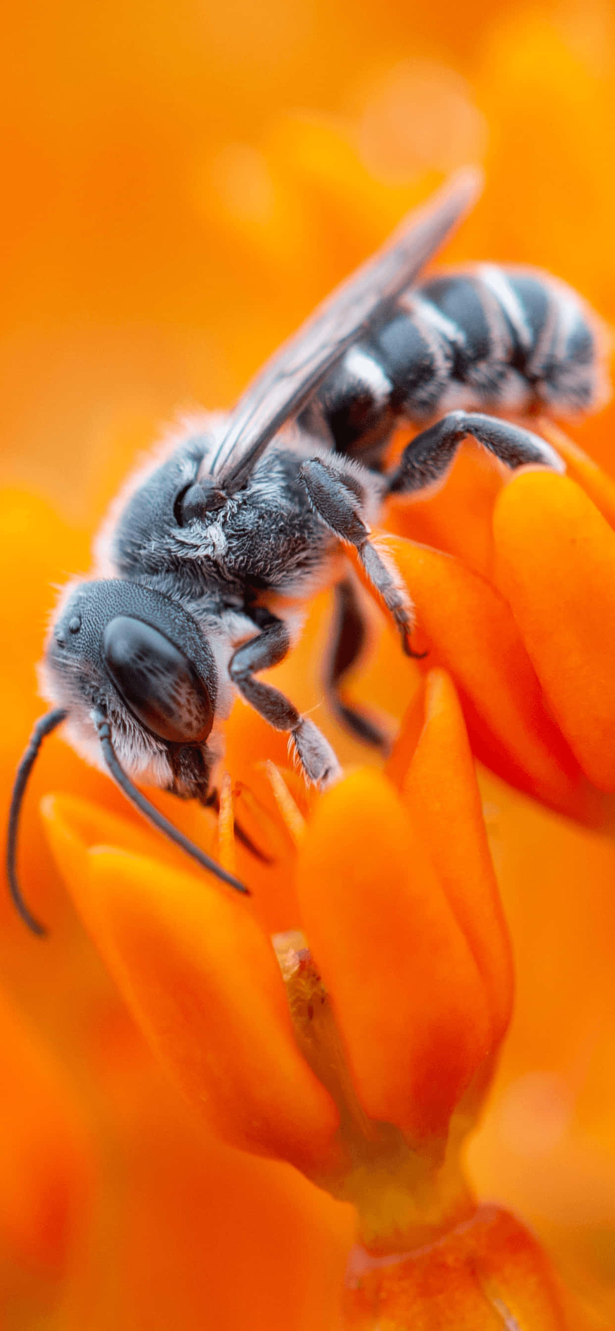 Bee 桌布 壁紙 — 一張特寫照片，拍攝了一隻毛茸茸的黑白蜜蜂棲息在鮮豔的橙色花瓣上。