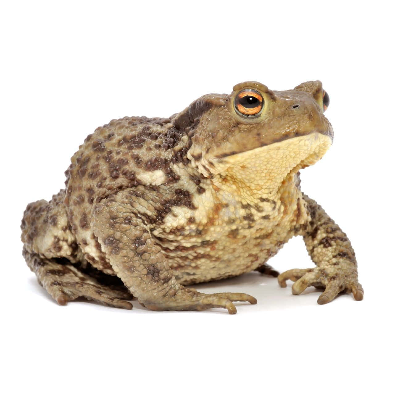 toad 桌布 壁紙 — 一張特寫照片，拍攝了一隻皮膚粗糙、有棕色和米色疙瘩、眼睛呈醒目橙色的蟾蜍，背景是純白色。