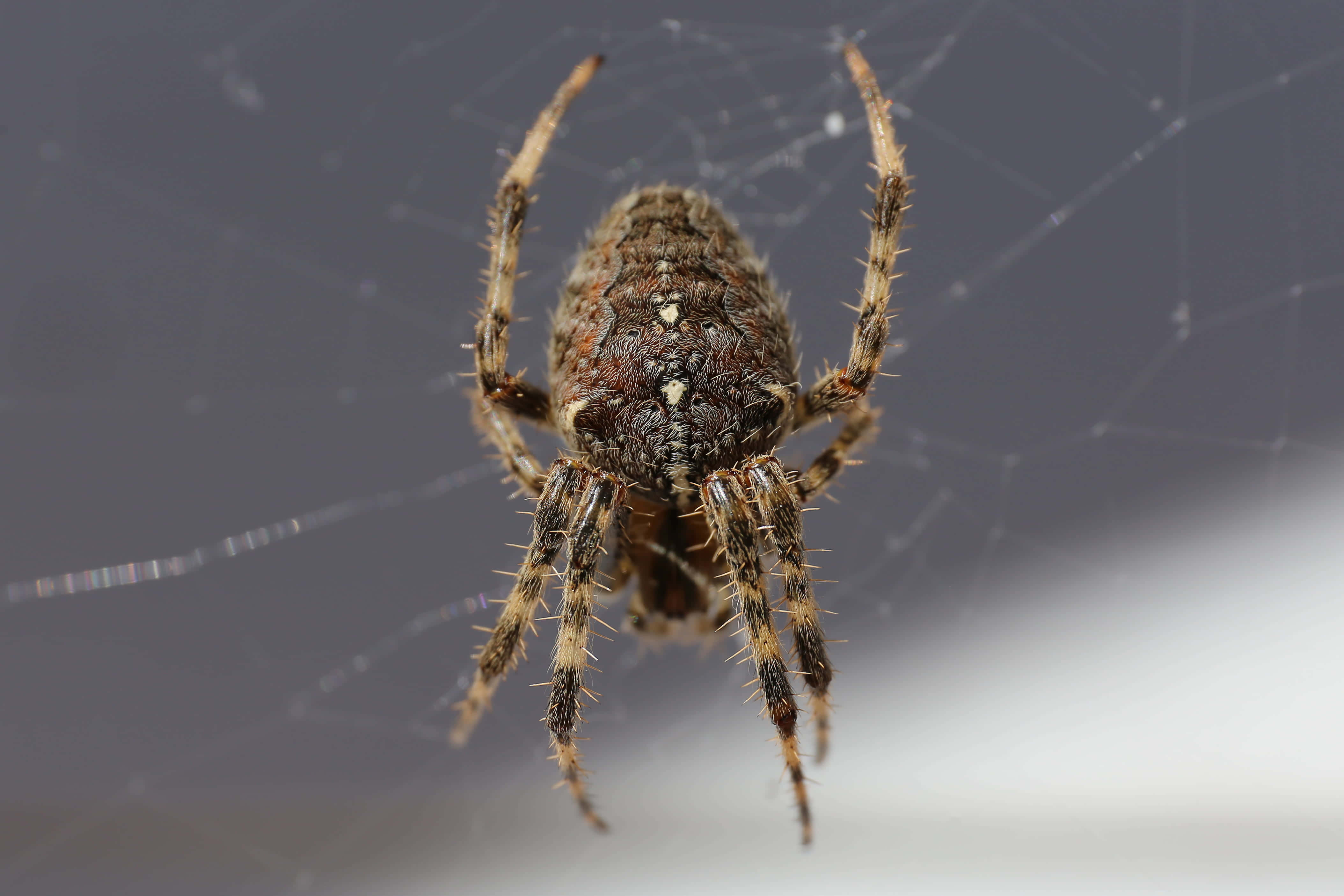 Brown Recluse Spider 桌布 壁紙 — 一張特寫照片，拍攝了一隻細節豐富的棕色蜘蛛，長有尖刺的腿，位於其錯綜複雜的蜘蛛網中央，背景是柔和的灰色。