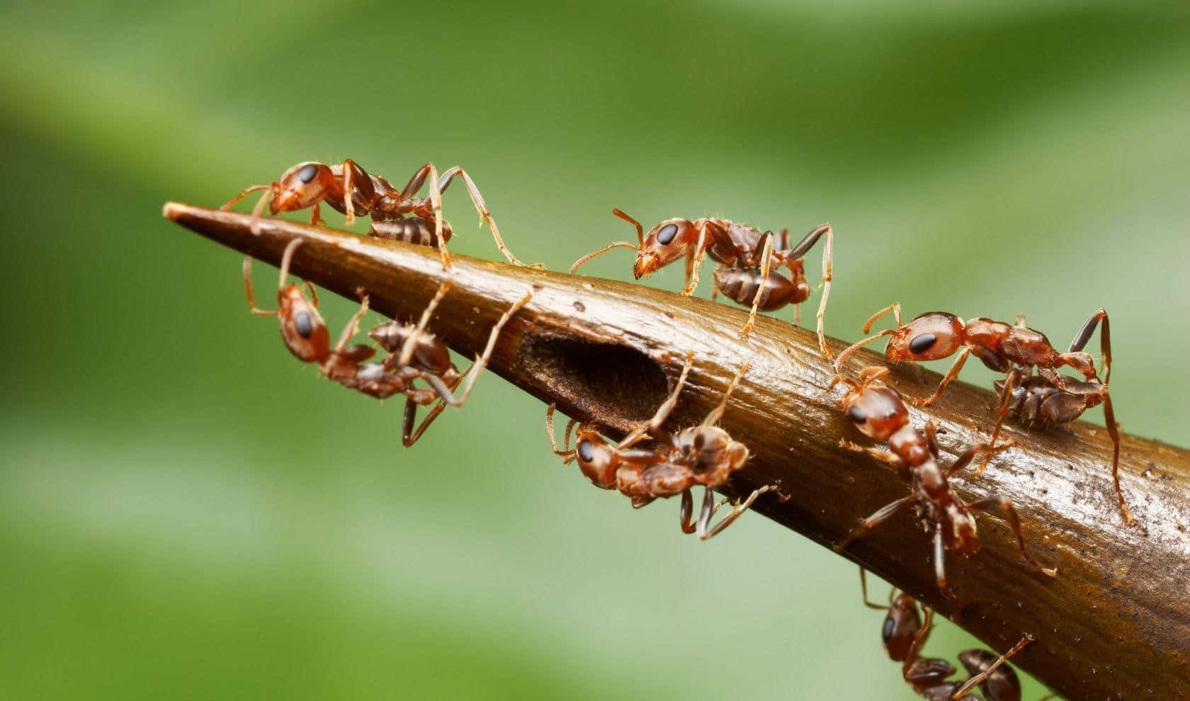 Insects 桌布 壁紙 — 一張特寫照片，紅褐色螞蟻沿著彎曲的棕色樹枝爬行，背景是柔和的綠色。