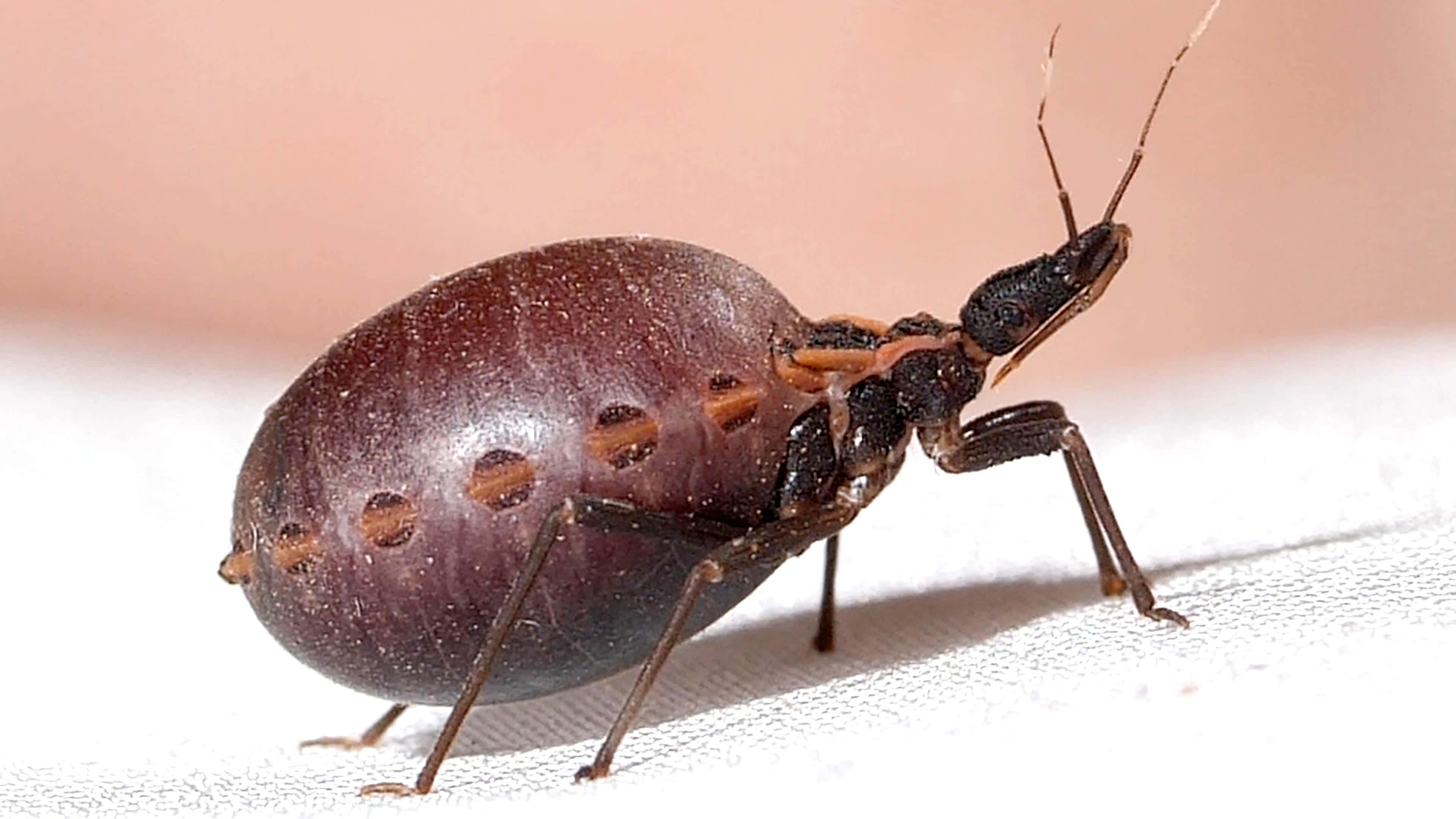 bug 桌布 壁紙 — 一張特寫照片，顯示一隻深棕色獵蝽，腹部呈球狀，觸角長，站在白色紋理表面上。