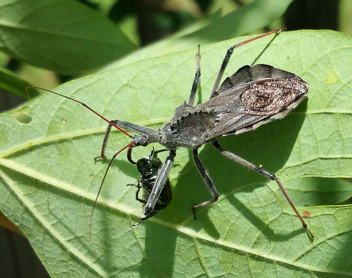 bug 桌布 壁紙 — 一張特寫照片，顯示一隻深灰色、擁有長長紅色觸角的獵蝽，正在一片鮮綠色的葉子上捕食一隻較小的昆蟲。