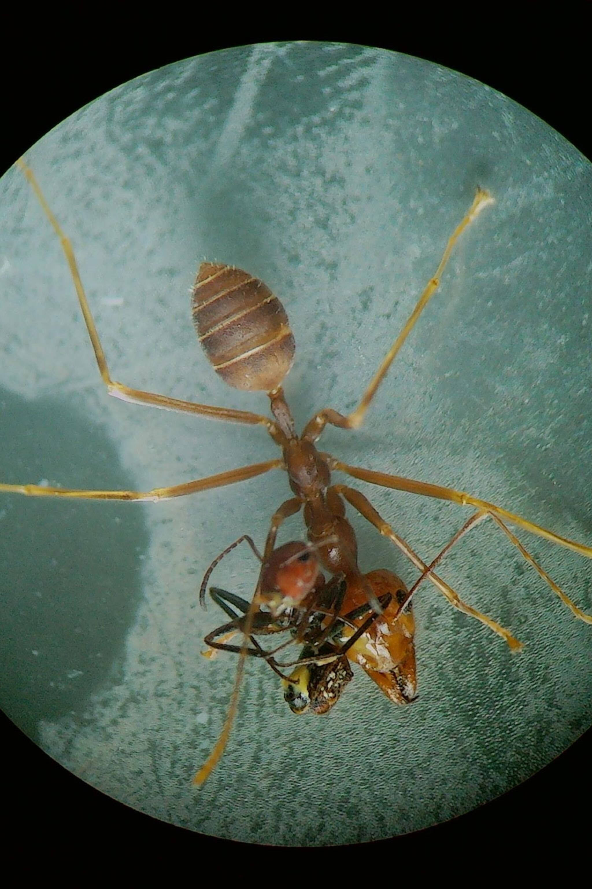 ant 桌布 壁紙 — 一張特寫照片，顯示一隻紅褐色螞蟻攜帶一隻較小的螞蟻穿過有紋理的青綠色表面。
