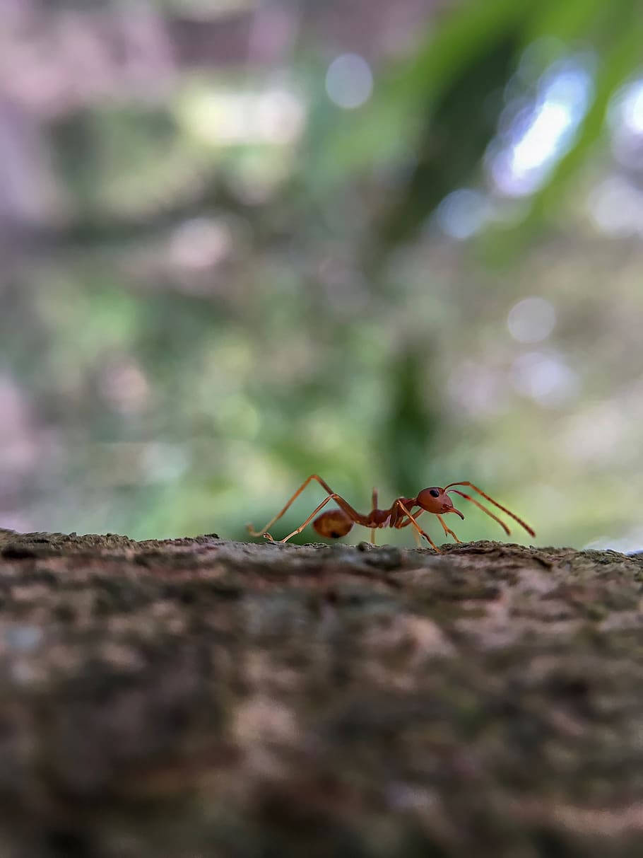 ant 桌布 壁紙 — 一張特寫照片，顯示一隻紅褐色螞蟻在粗糙的樹皮上爬行，背景是柔和的綠色散景。