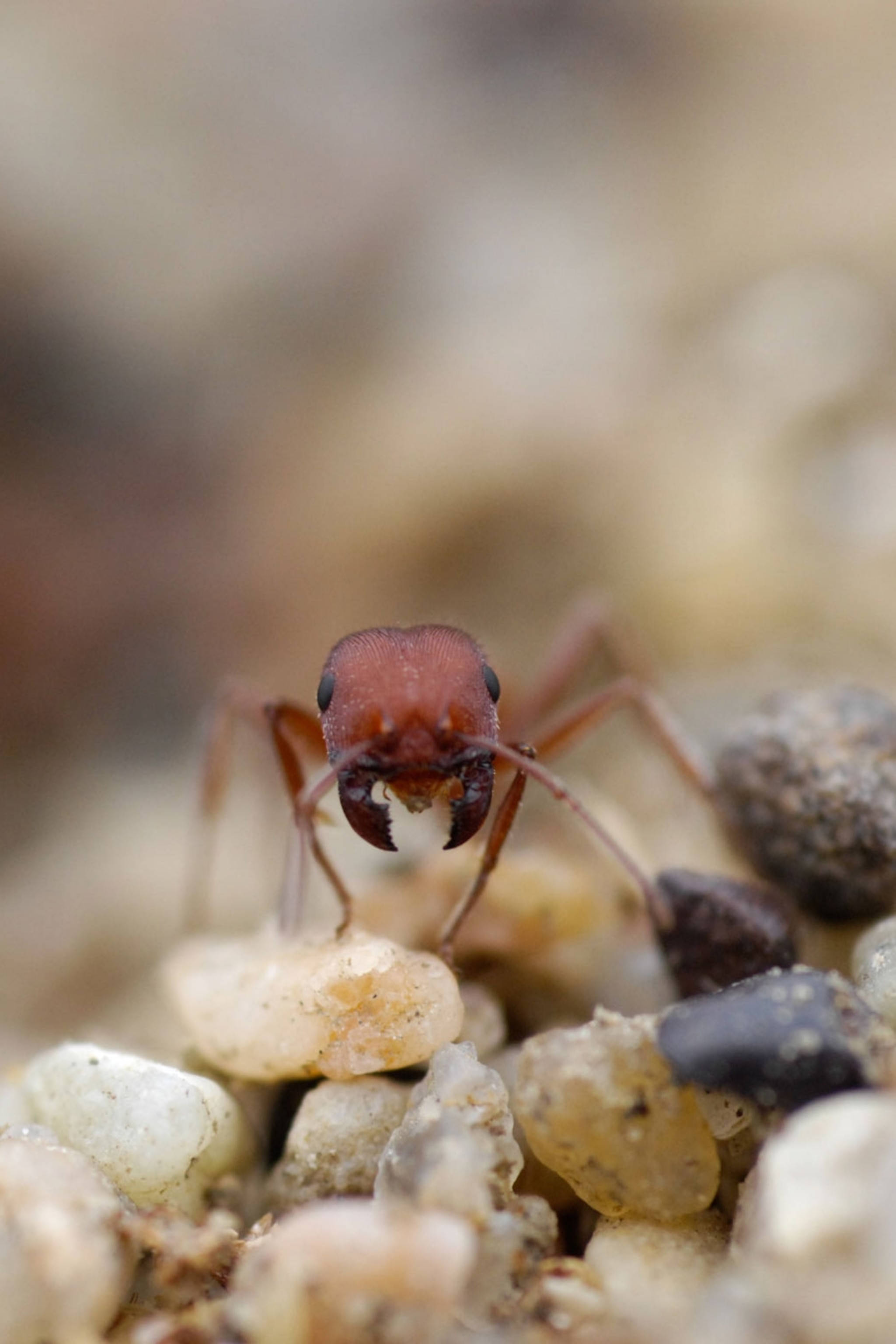 ant 桌布 壁紙 — 一張特寫照片，顯示一隻紅褐色螞蟻，帶有巨大的下顎，站在小鵝卵石上。