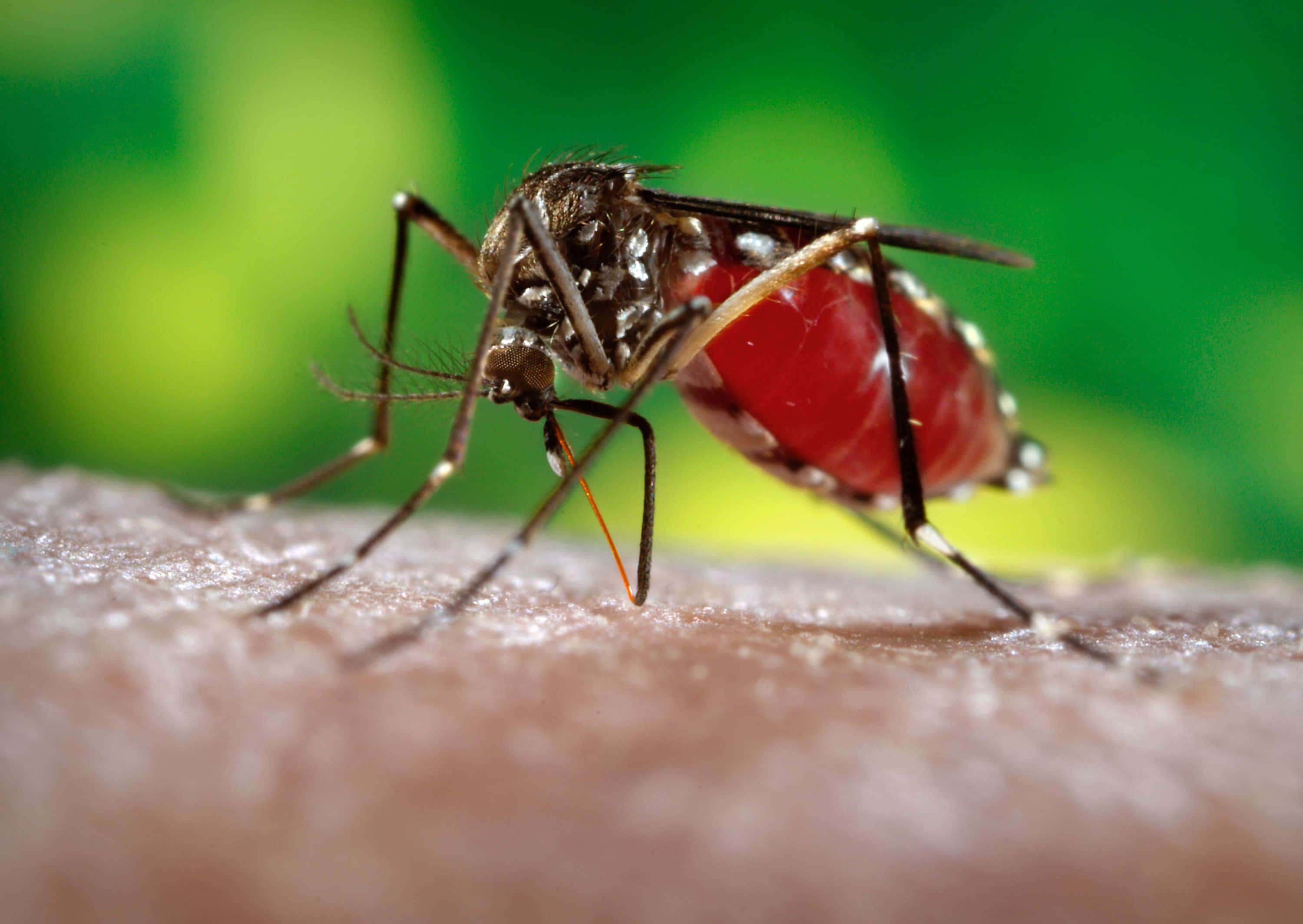 自然 桌布 壁紙 — 一張特寫照片，顯示一隻蚊子在人類皮膚上吸血，腹部腫脹發紅，背景是模糊的綠色。