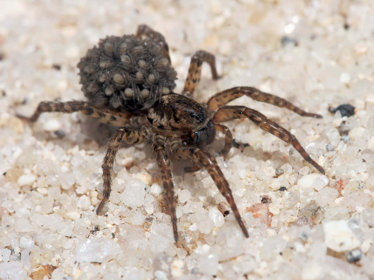 Wolf Spider 桌布 壁紙 — 一張特寫照片，顯示一隻蜘蛛背著一團卵在粗糙的白色沙地上行走。