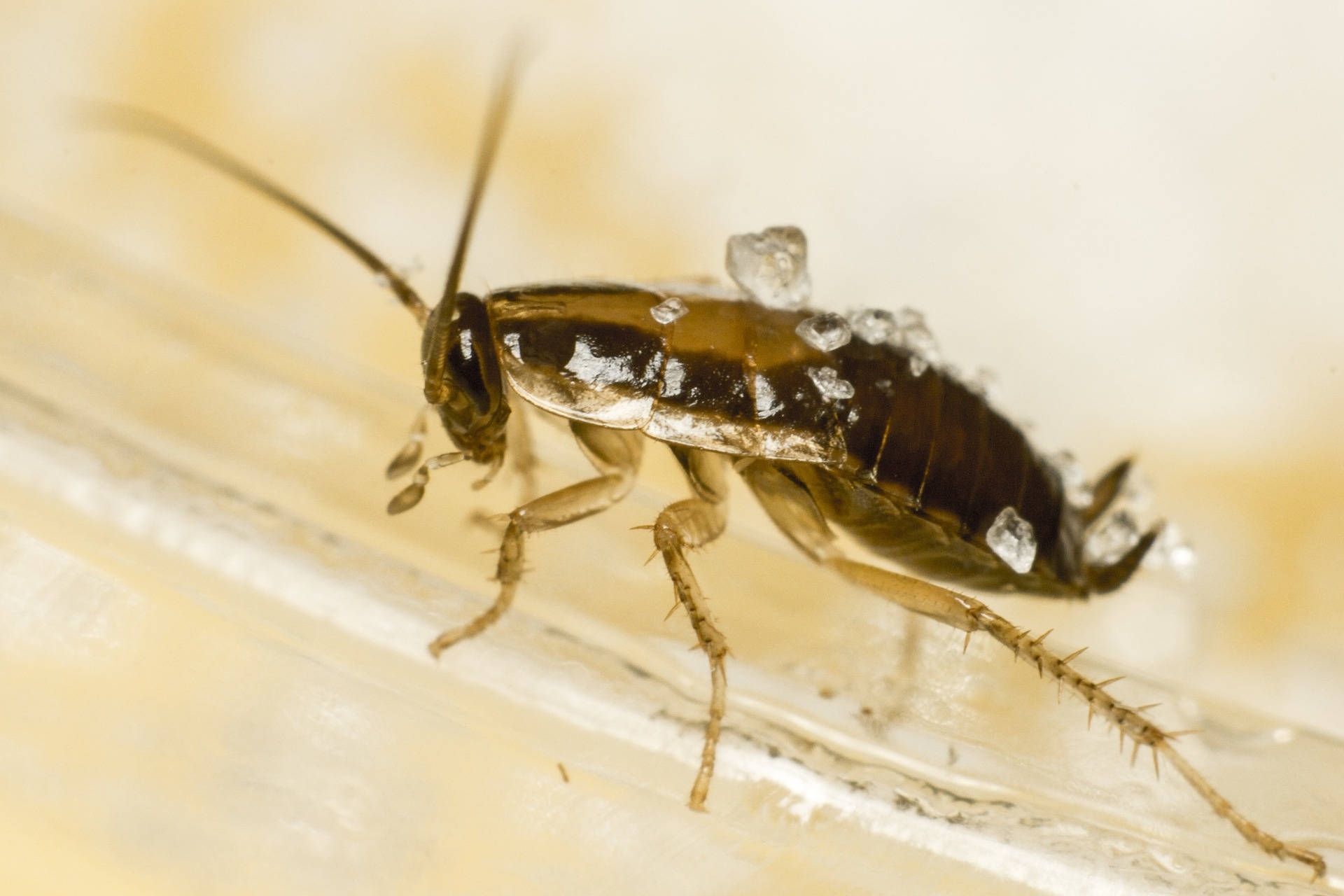 Cockroach 桌布 壁紙 — 一張特寫照片，顯示一隻覆蓋著冰晶的蟑螂在光滑表面上爬行。