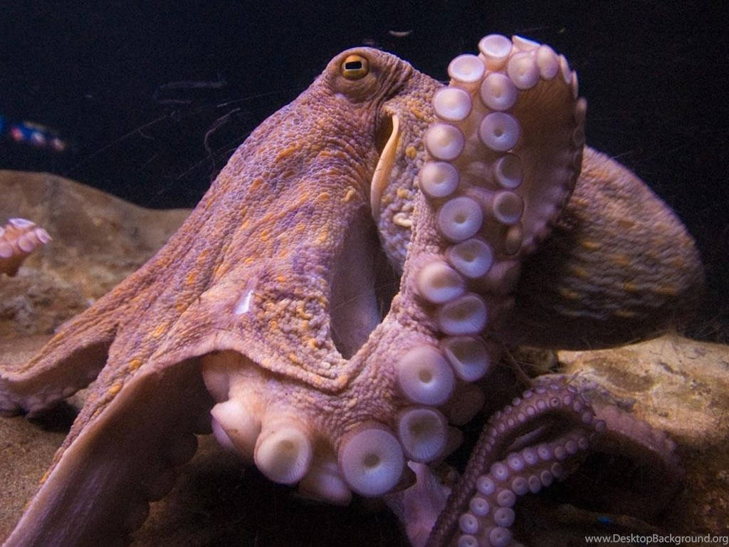 章魚 桌布 壁紙 — 一張特寫照片，顯示一隻質感豐富的章魚，帶有吸盤的觸手，棲息在岩石海底。