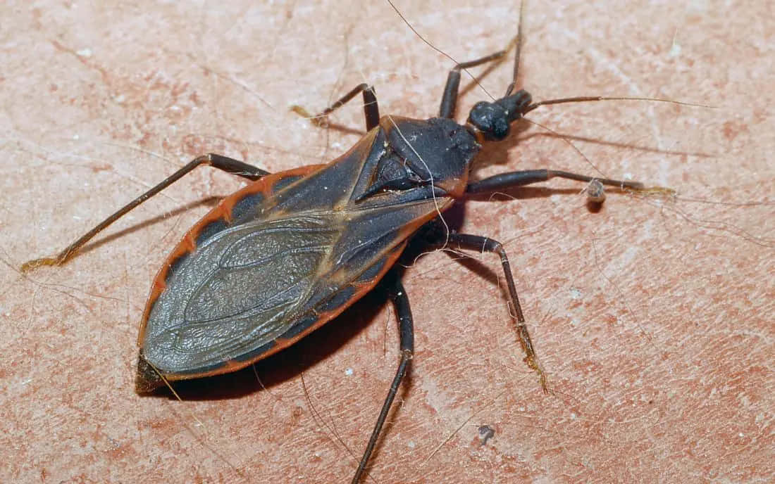 bug 桌布 壁紙 — 一張特寫照片，顯示一隻黑橙相間的刺蝟蟲停留在有紋理的赤陶表面上。