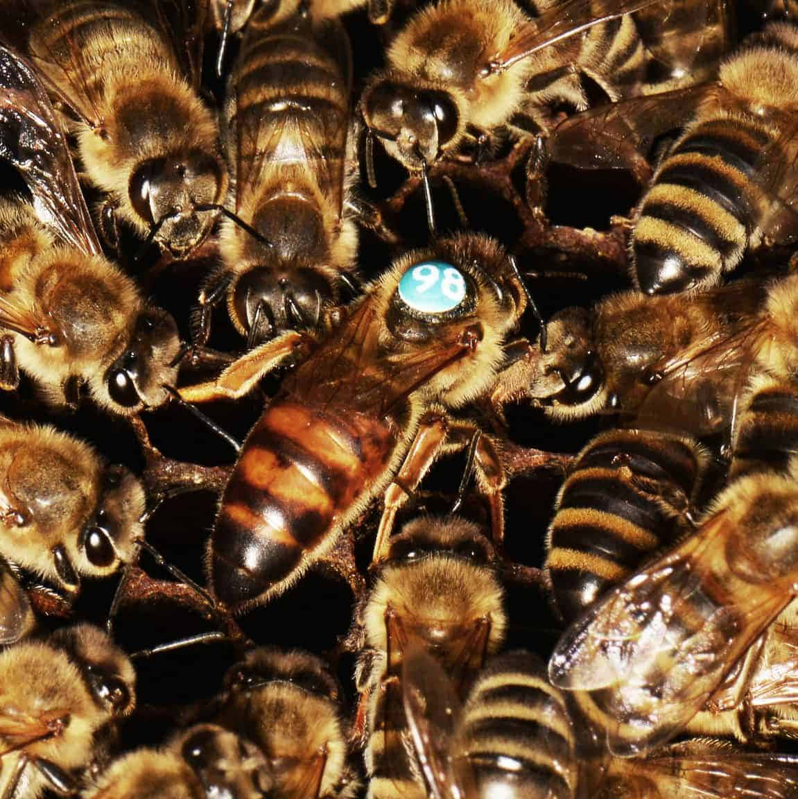 Queen Bee 桌布 壁紙 — 一張特寫照片，顯示許多蜜蜂緊密聚集在深色蜂巢上，其中一隻帶有藍色編號標籤的標記蜜蜂。