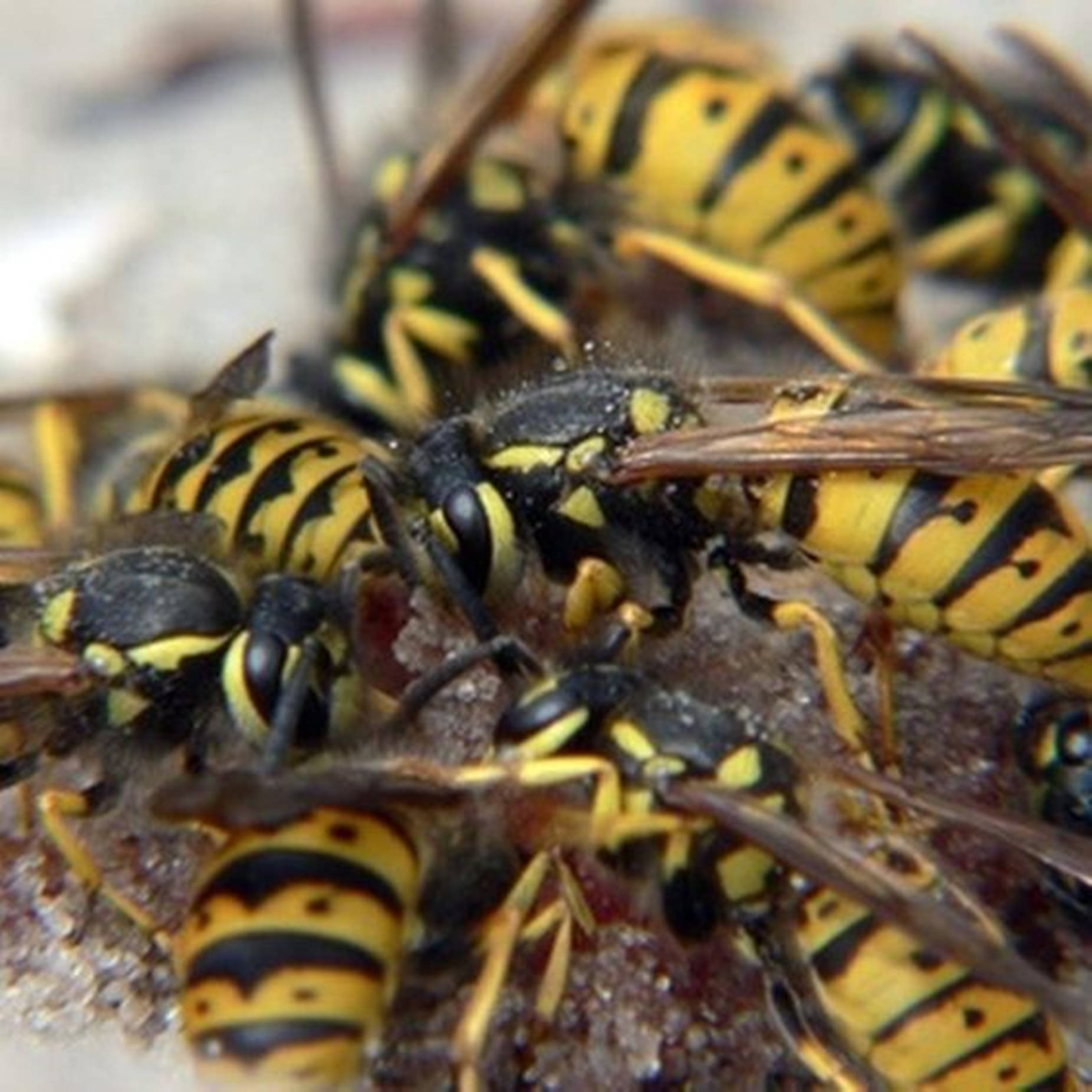 Bee 桌布 壁紙 — 一張特寫照片，顯示許多黃色和黑色的黃蜂聚集在有紋理的表面上。