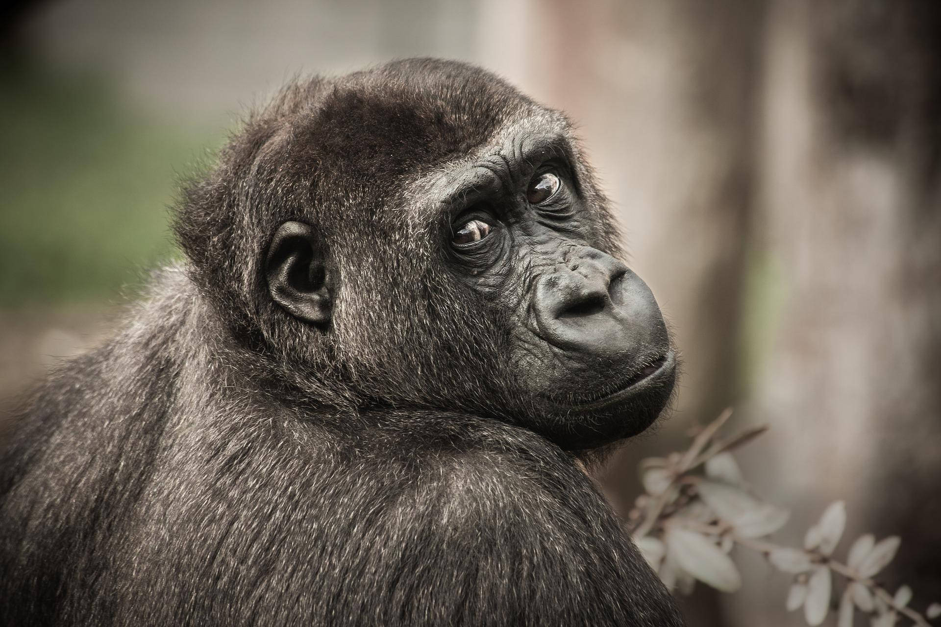 Chimpanzee 桌布 壁紙 — 一張特寫肖像，一隻沉思中的大猩猩，帶有紋理的深色毛髮，在模糊的自然背景下若有所思地凝視。