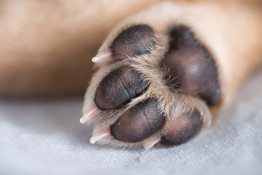 paws 桌布 壁紙 — 一張狗爪的特寫照片，深色肉墊和淺色毛髮，放在柔軟的灰色表面上。