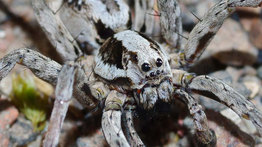 Wolf Spider 桌布 壁紙 — 一張狼蛛的特寫照片，在岩石地面上，有詳細的毛茸茸腿和大眼睛。