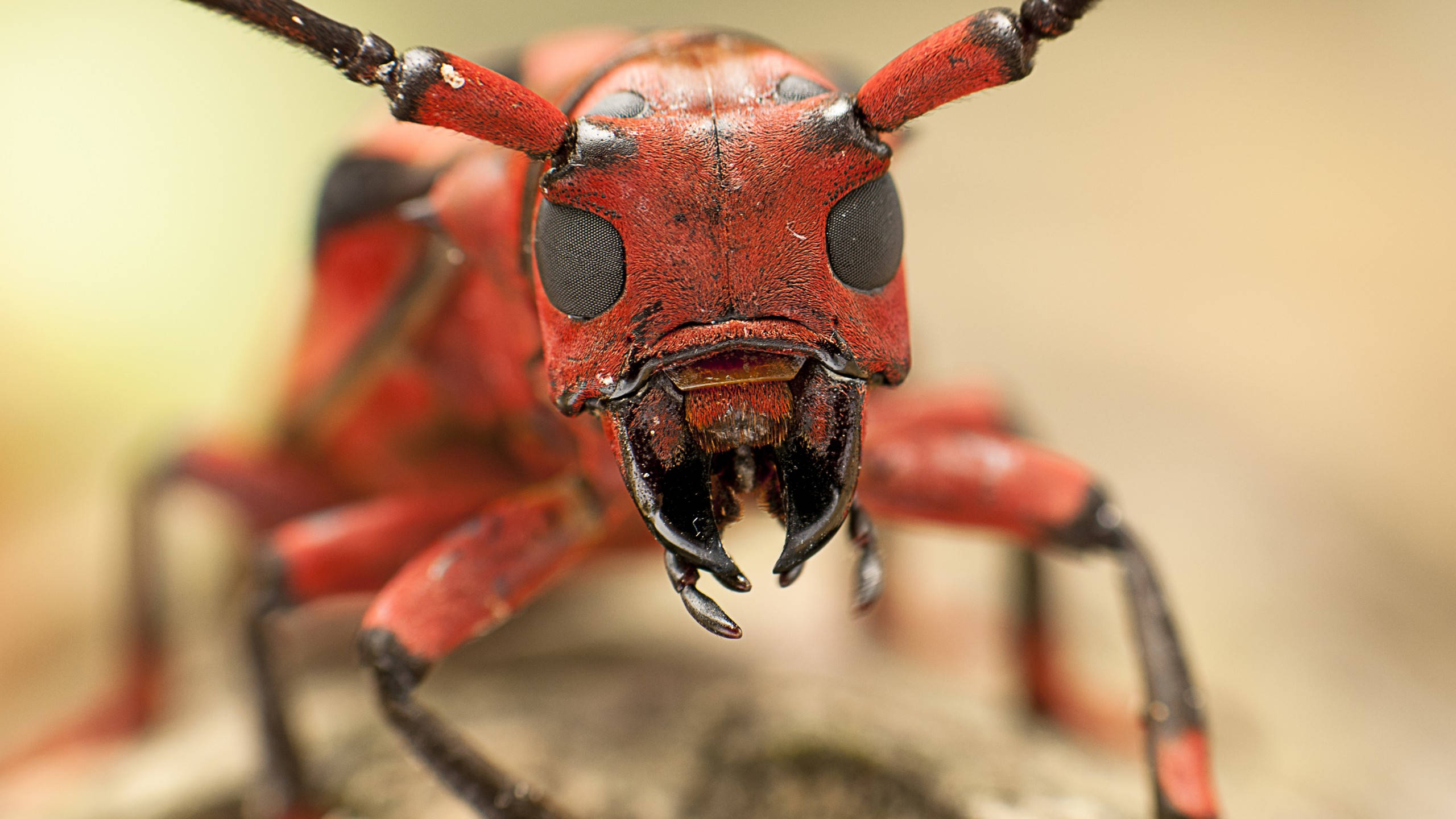 ant 桌布 壁紙 — 一張生動的微距照片捕捉了一隻紅色甲蟲的強烈面孔，有著大黑眼睛和鋒利的下顎。