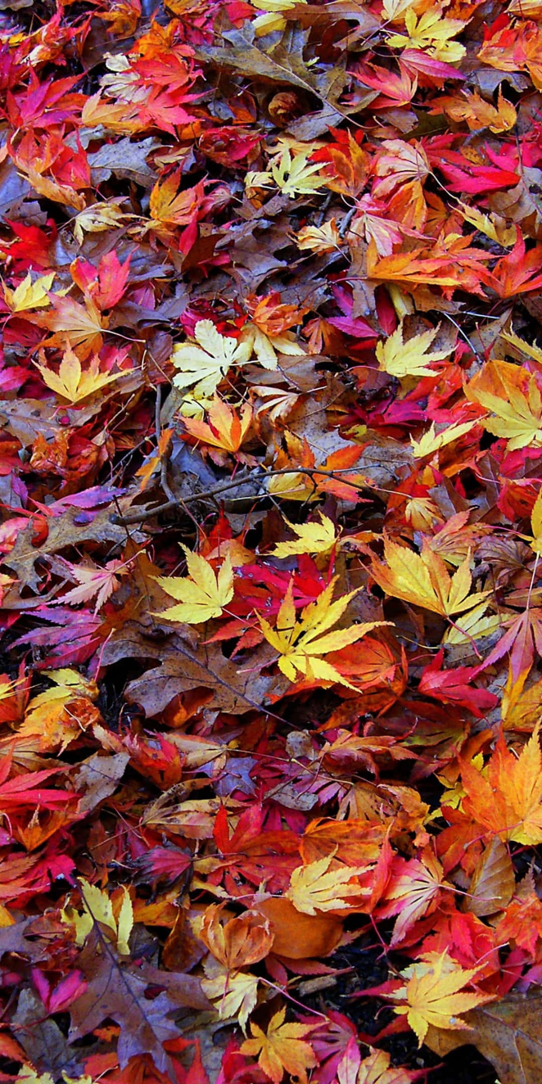 Pixel 3 Autumn 桌布 壁紙 — 一張由火紅、橙、黃、棕色秋葉組成的鮮豔地毯覆蓋了森林地面。
