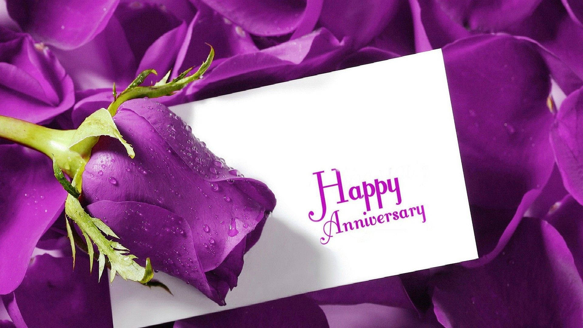 Happy Anniversary 桌布 壁紙 — 一張白色卡片，上面有紫色草書文字，放在沾滿露水的深紫色玫瑰床上。