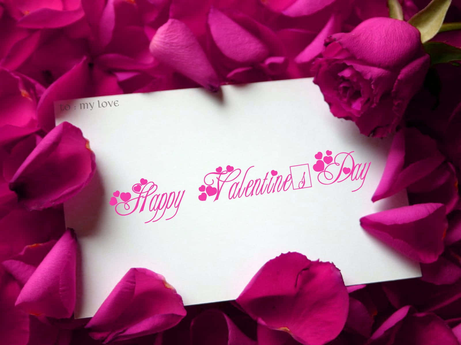 Valentine Card 桌布 壁紙 — 一張白色情人節卡片，上面有粉紅色草書文字，鑲嵌在充滿活力的紫紅色玫瑰花瓣中。