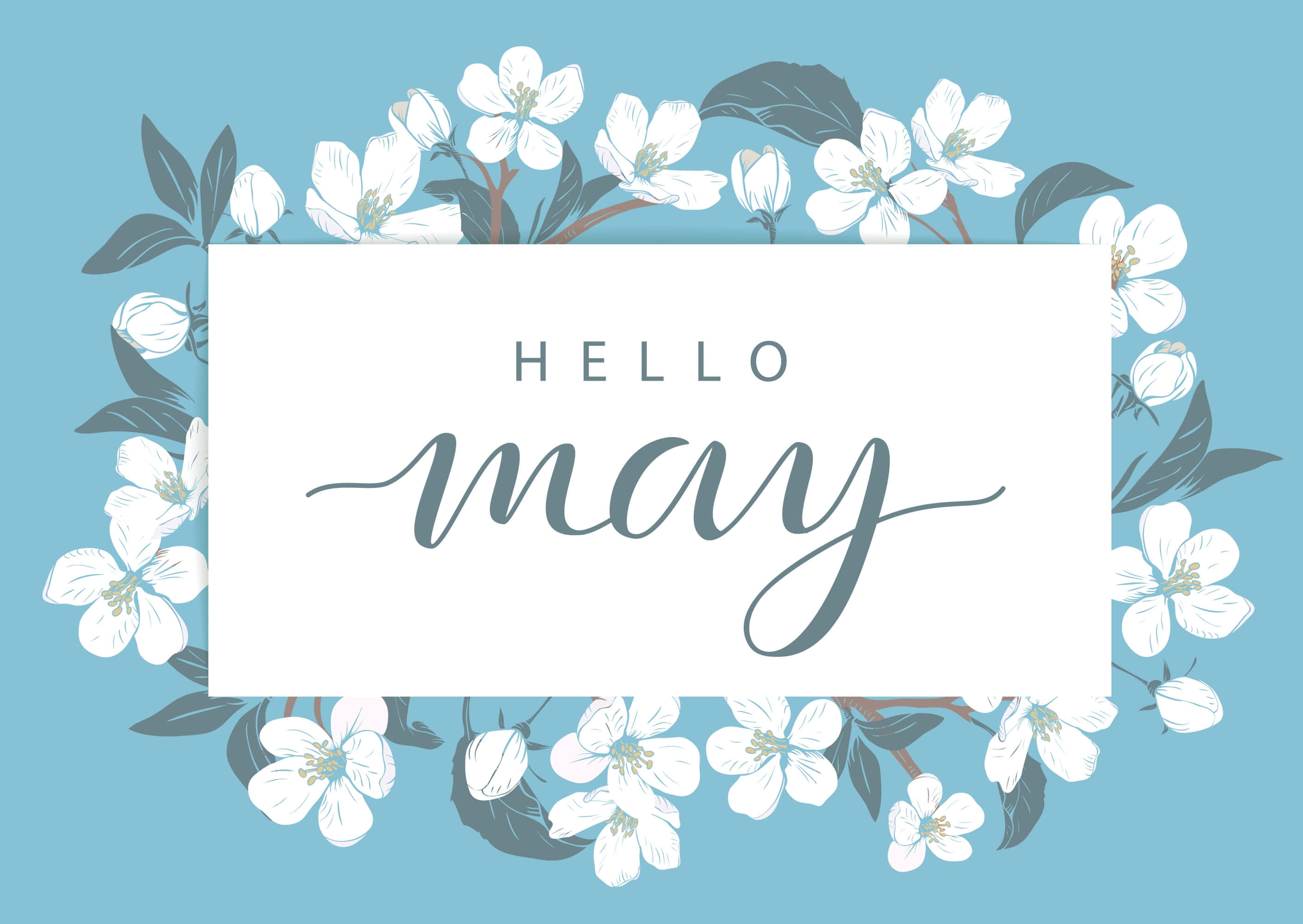 May 桌布 壁紙 — 一張白色長方形卡片，上面有優雅的字體寫著「hello may」，周圍環繞著精緻的白色花朵和深綠色葉子，背景是柔和的藍色。