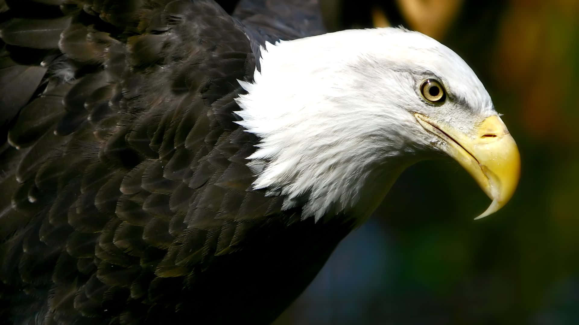 Eagles 桌布 壁紙 — 一張白頭鷹的特寫照片，有著鋒利的黃色喙和銳利的目光，背景是模糊的自然環境。