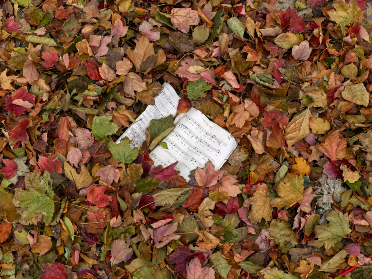 Autumn Fall 桌布 壁紙 — 一張皺巴巴的樂譜躺在紅、橙、金色調的鮮豔秋葉地毯中。