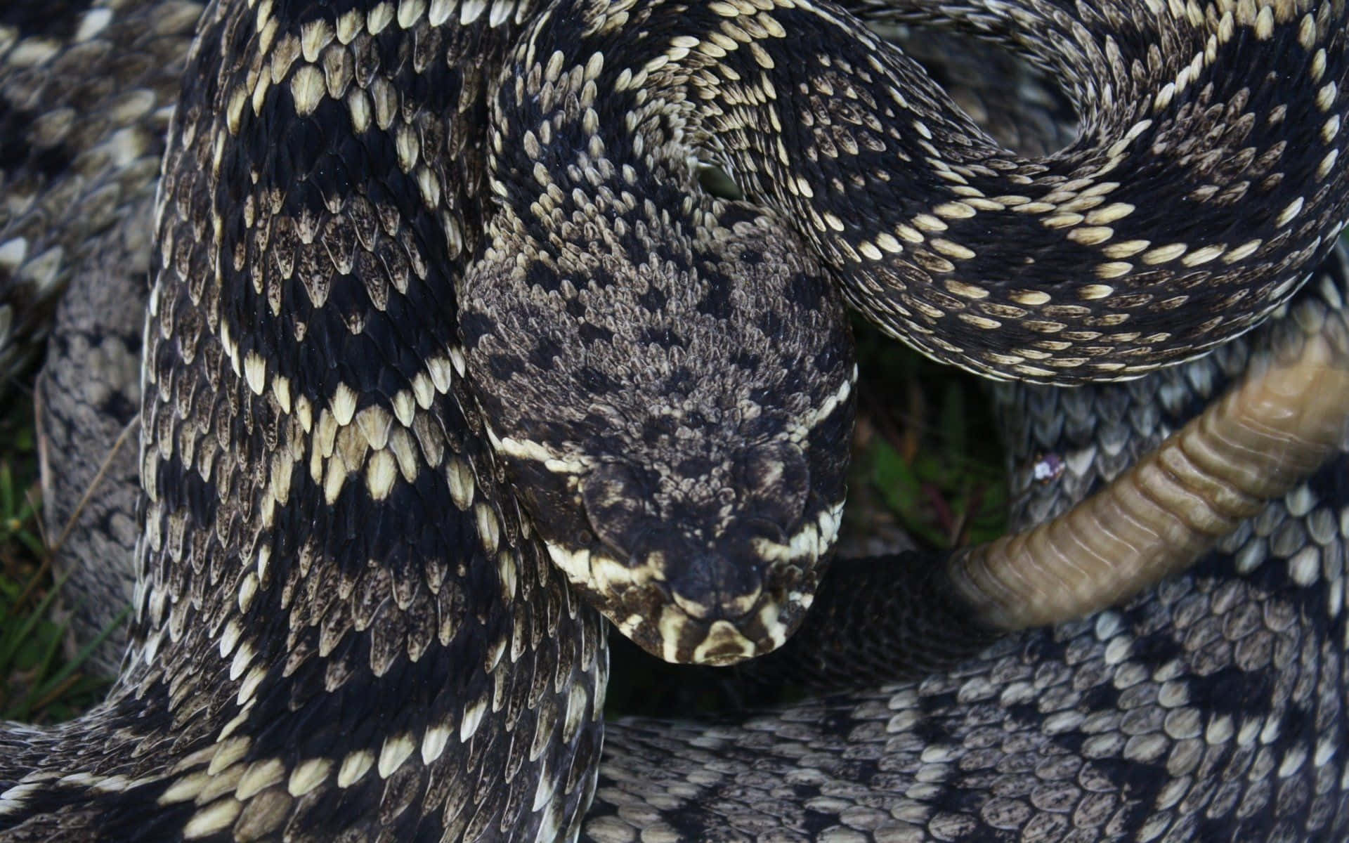 Rattlesnake 桌布 壁紙 — 一張盤繞的響尾蛇特寫照片，帶有複雜的黑色和米色鱗片以及可見的響尾。
