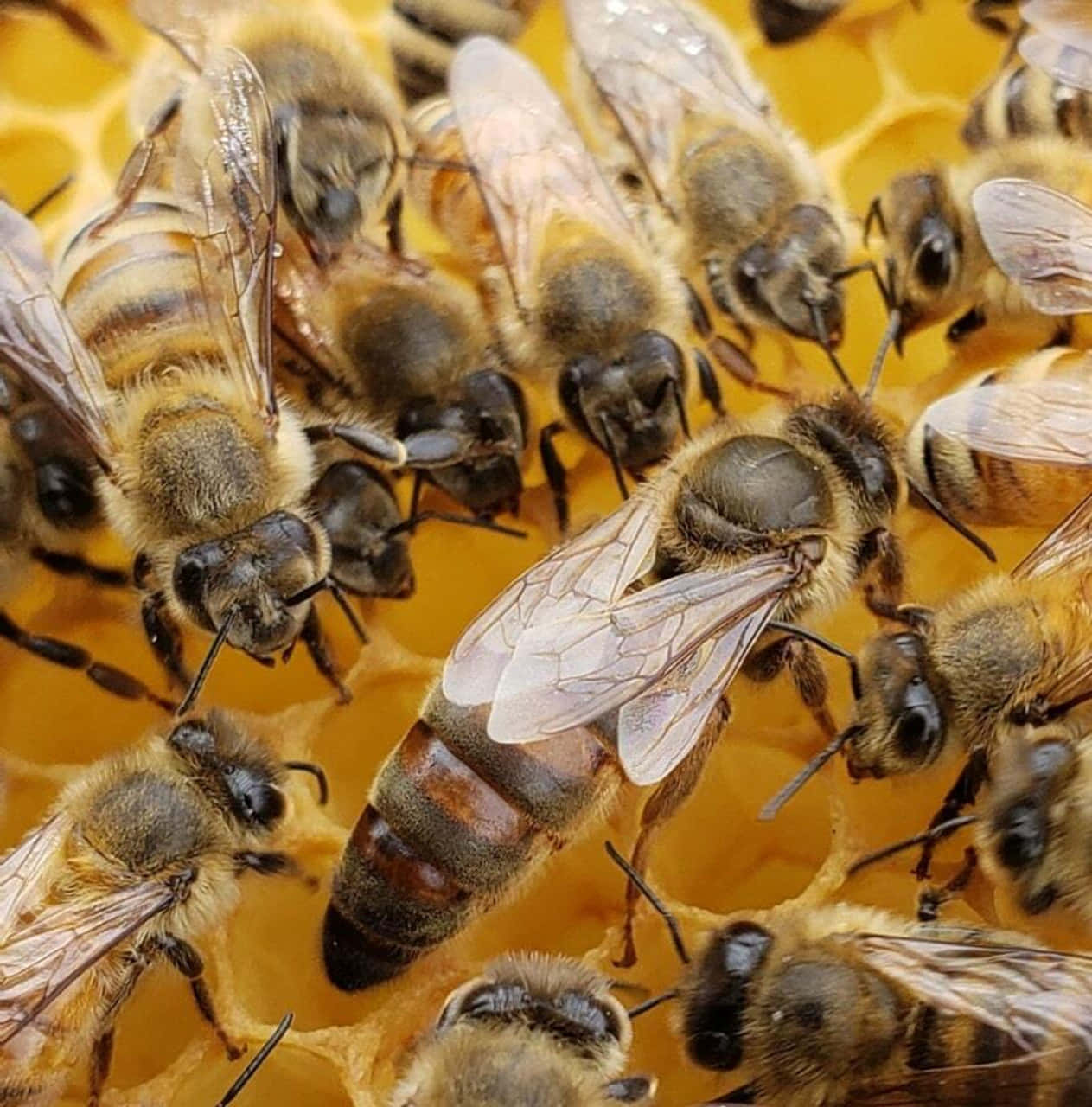 Queen Bee 桌布 壁紙 — 一張眾多蜜蜂聚集在金黃色蜂巢上的特寫照片，牠們毛茸茸的身體和半透明的翅膀在六角形蜂蠟細胞的襯托下細節清晰可見。