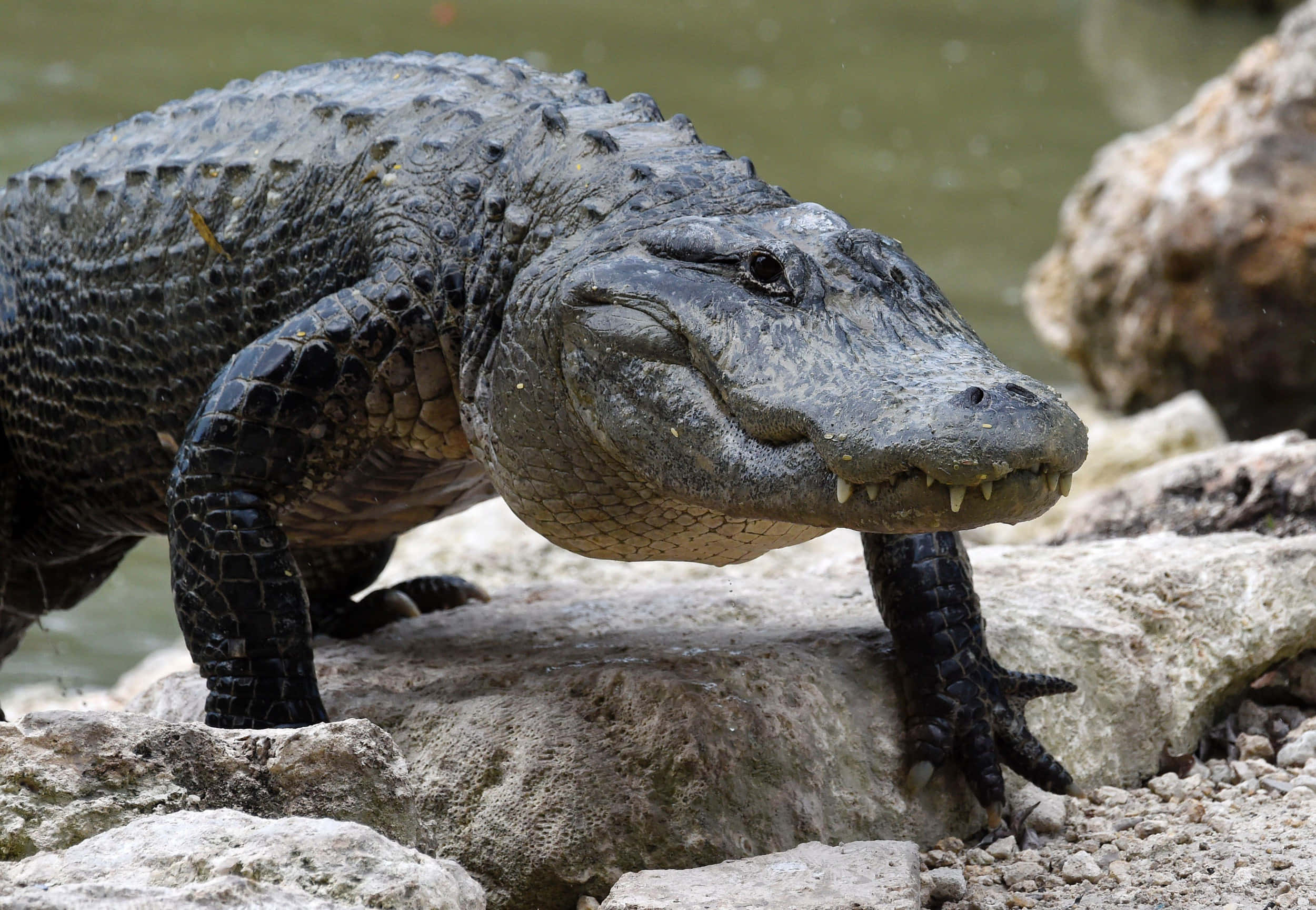 Alligator 桌布 壁紙 — 一張短吻鱷在渾水附近的岩石上休息的特寫照片，具有詳細的鱗狀皮膚和鋒利的牙齒。