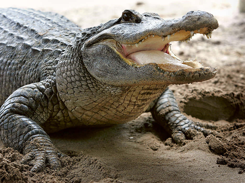 Alligator 桌布 壁紙 — 一張短吻鱷張大嘴巴在沙地上休息的特寫照片。