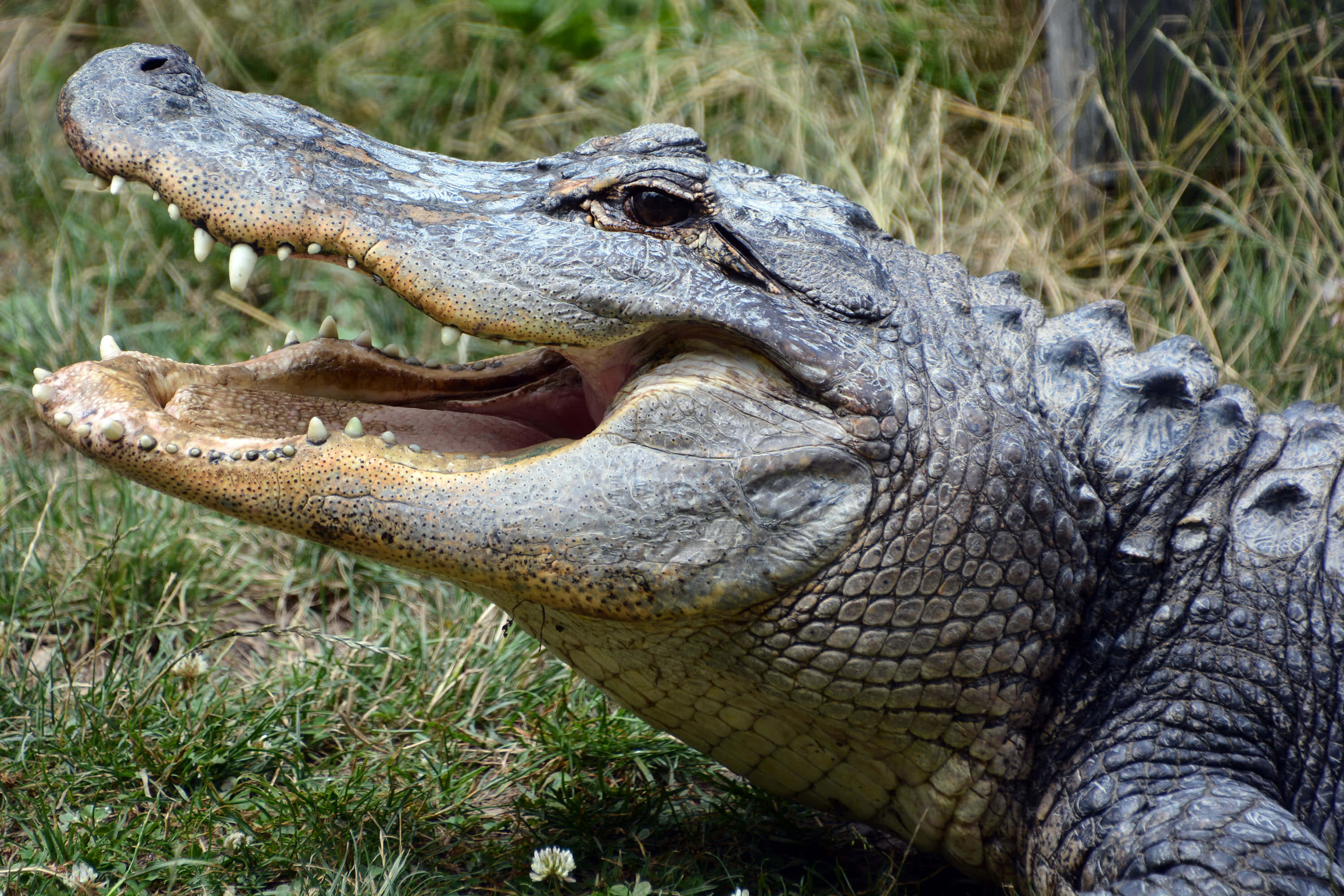 Alligator 桌布 壁紙 — 一張短吻鱷張開嘴巴露出鋒利牙齒、躺在草地上的特寫照片。