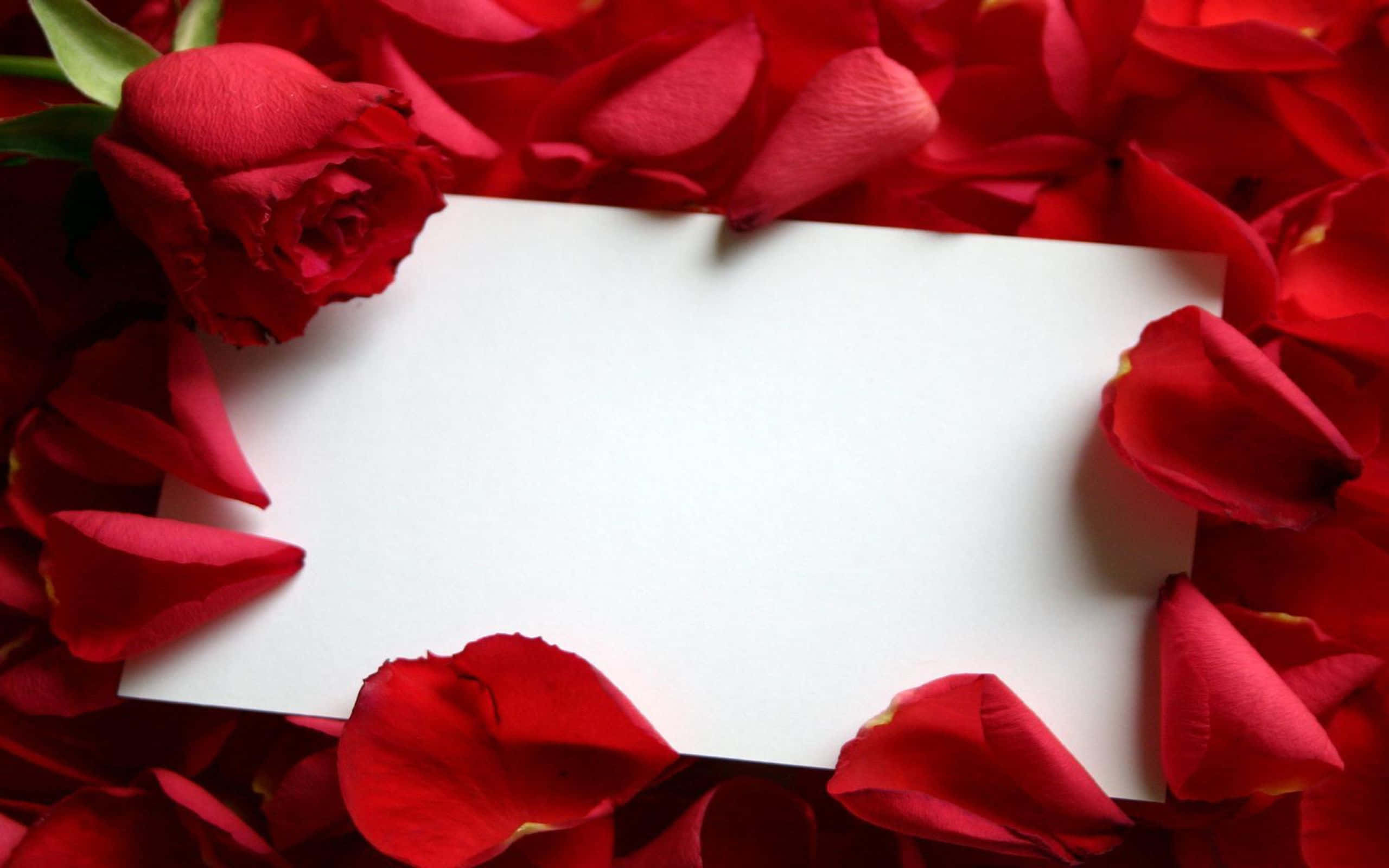 Rose Petal 桌布 壁紙 — 一張空白白色卡片放在充滿活力的深紅色玫瑰花瓣和一朵盛開的玫瑰中。