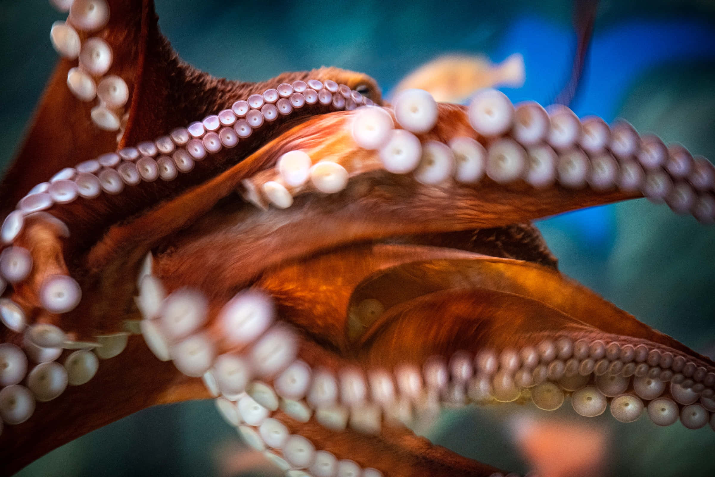 Giant Squid 桌布 壁紙 — 一張章魚的近距離照片，有紅褐色觸手和白色吸盤，背景是藍色水下環境。