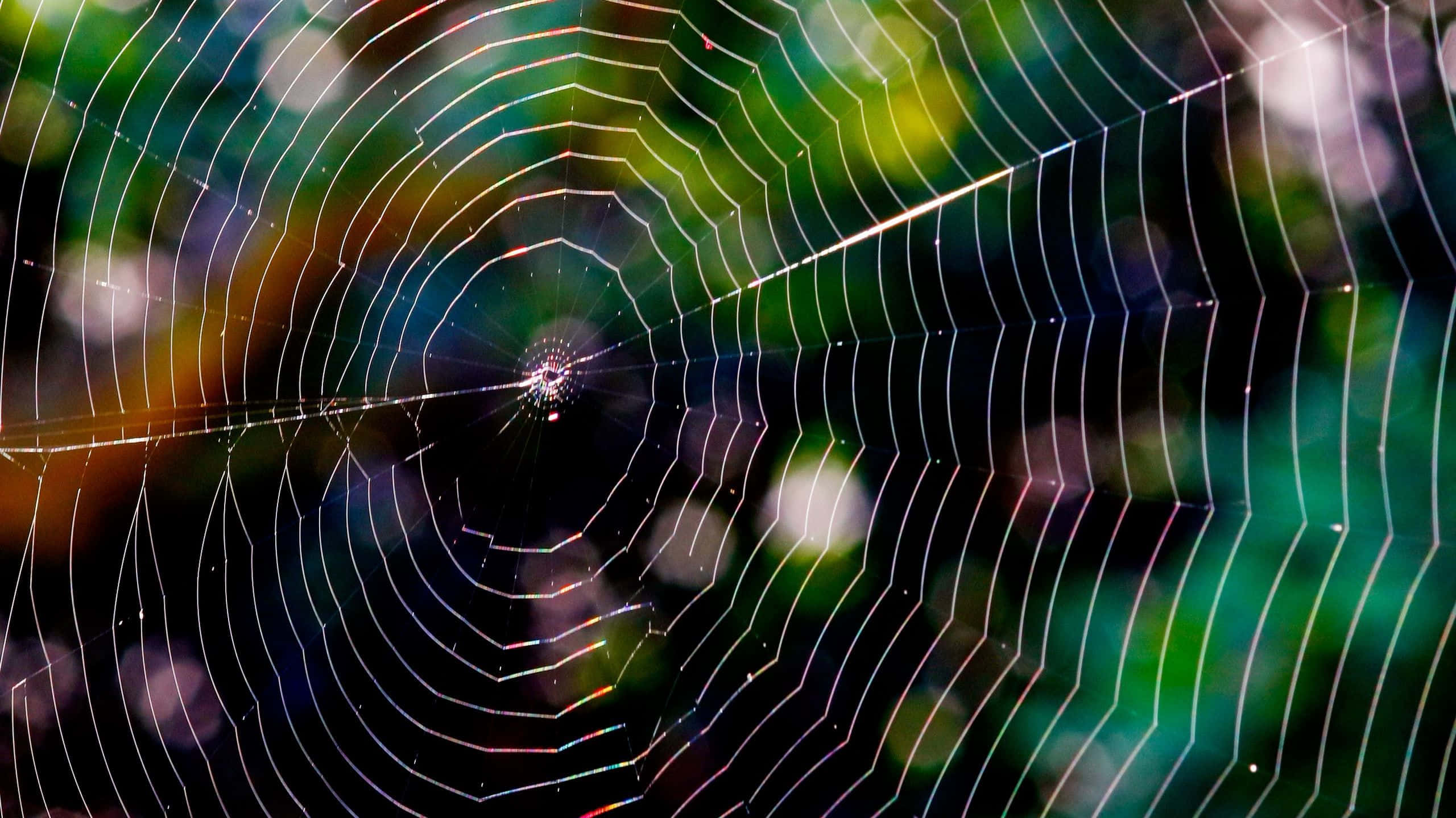 Spider Webs 桌布 壁紙 — 一張精緻的蜘蛛網在充滿活力的模糊森林背景下閃爍著露珠。