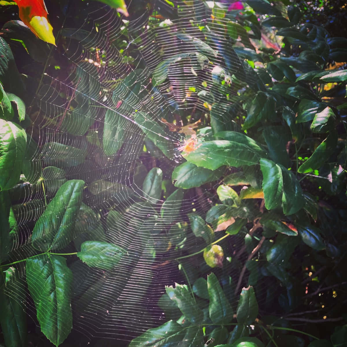 Spider 桌布 壁紙 — 一張精緻的蜘蛛網在斑駁的陽光下，在茂密的綠葉之間閃爍著露珠。