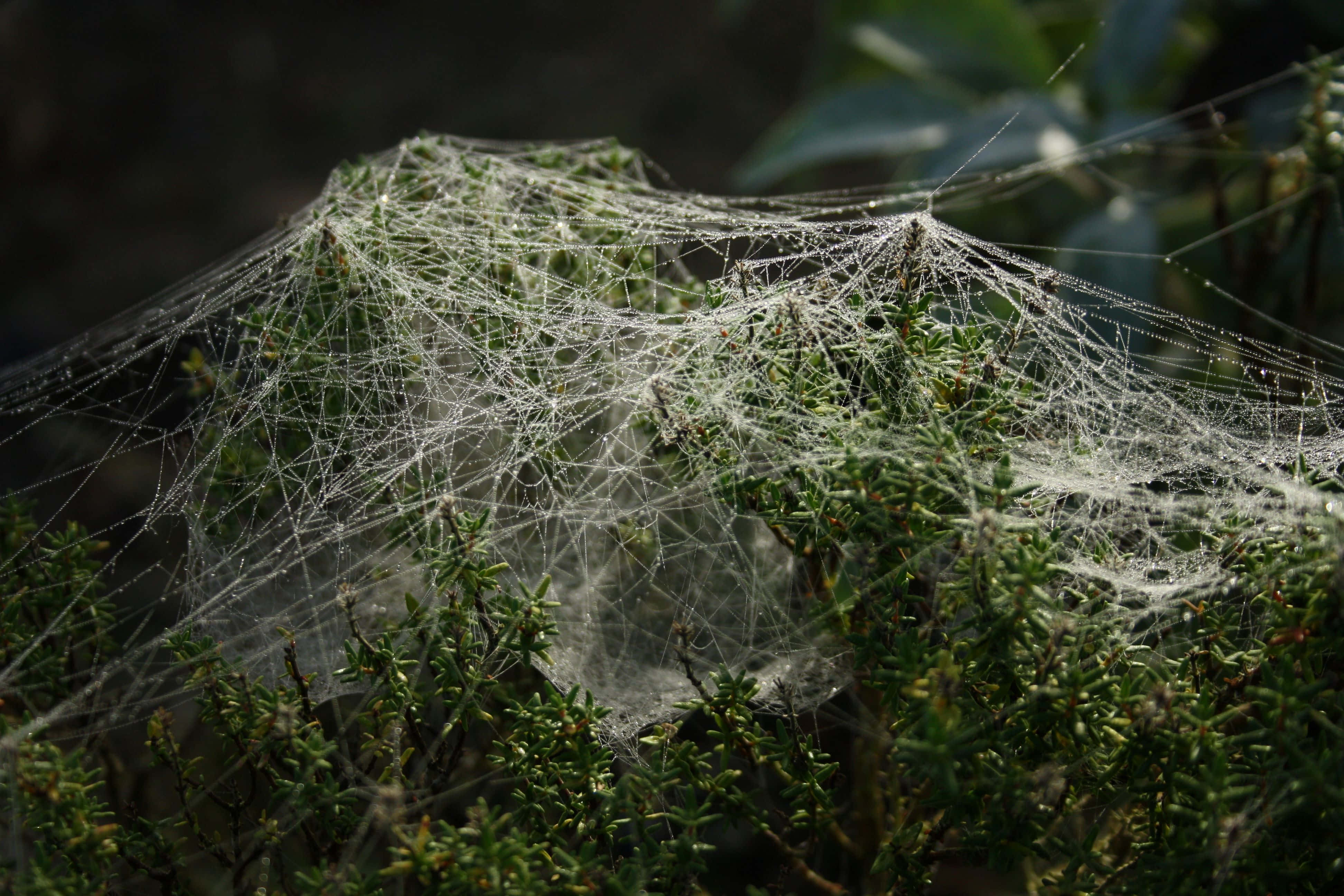 Cobwebs 桌布 壁紙 — 一張精緻的蜘蛛網在柔和晨光中閃爍著露珠，垂掛在綠色葉片上。