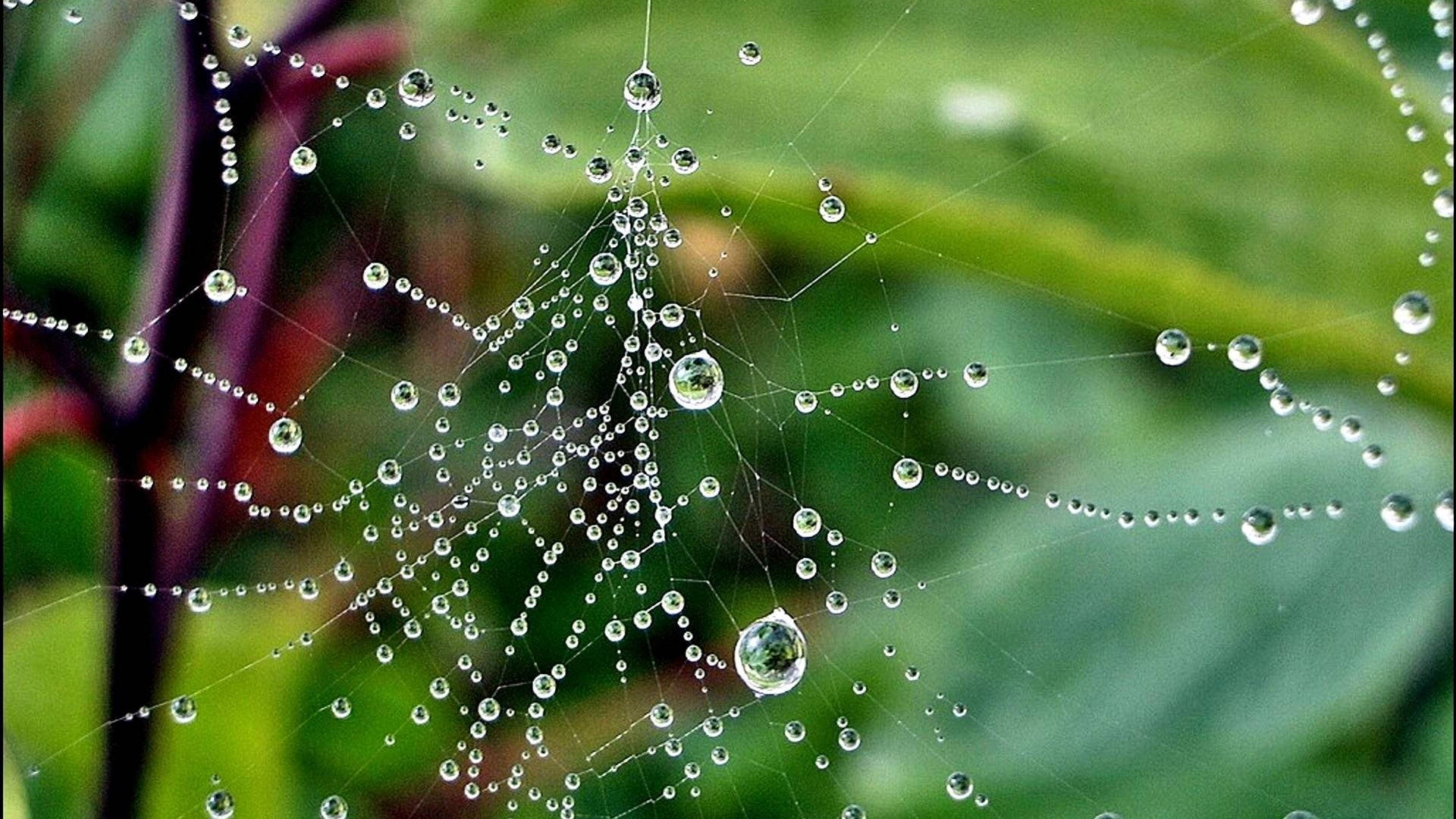 full screen HD 桌布 壁紙 — 一張精緻的蜘蛛網在柔和的綠色樹葉背景下閃爍著露珠。