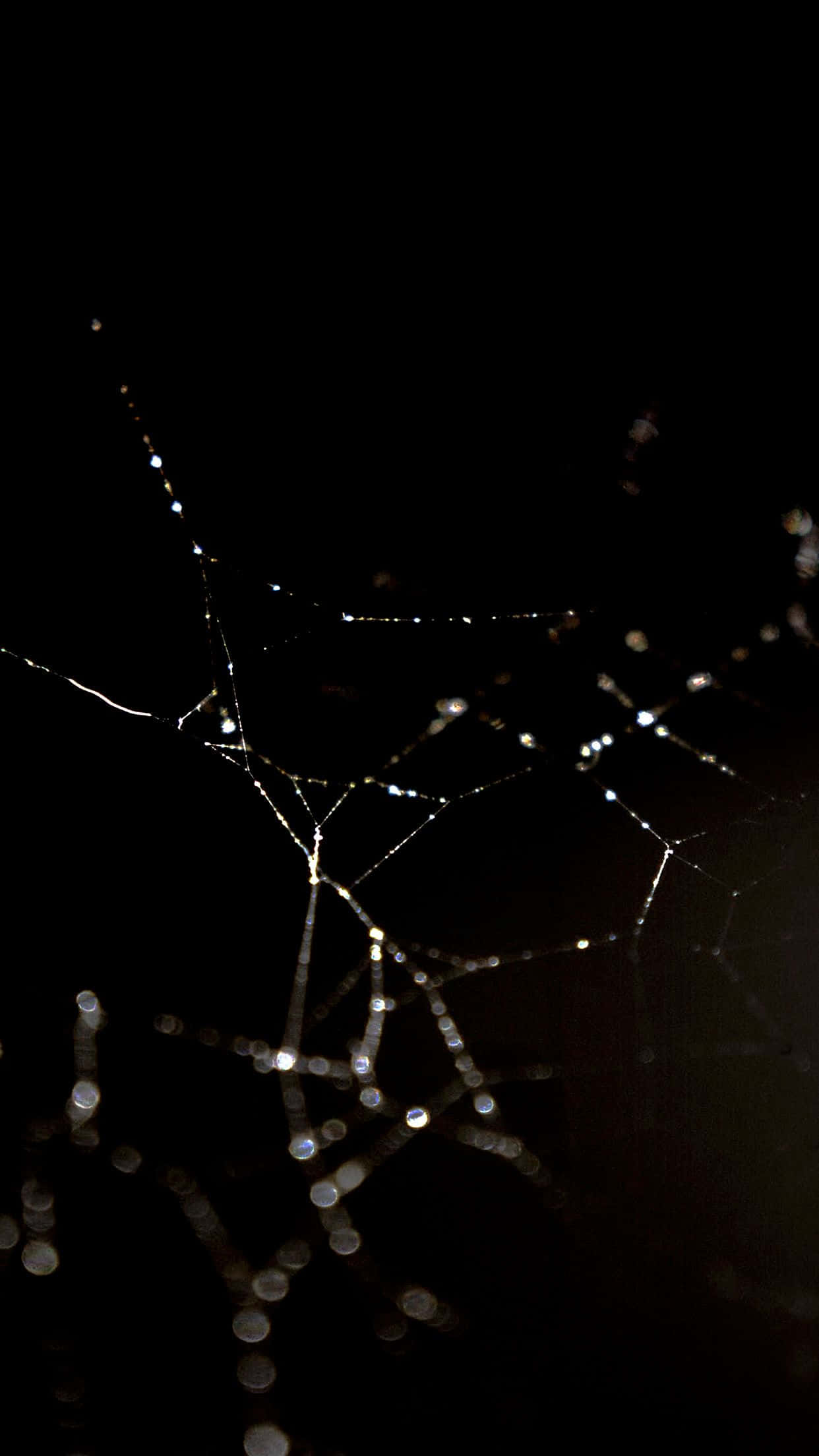 Spider Web 桌布 壁紙 — 一張精緻的蜘蛛網在漆黑的夜空中閃爍著露珠，形成脆弱而發光的圖案。