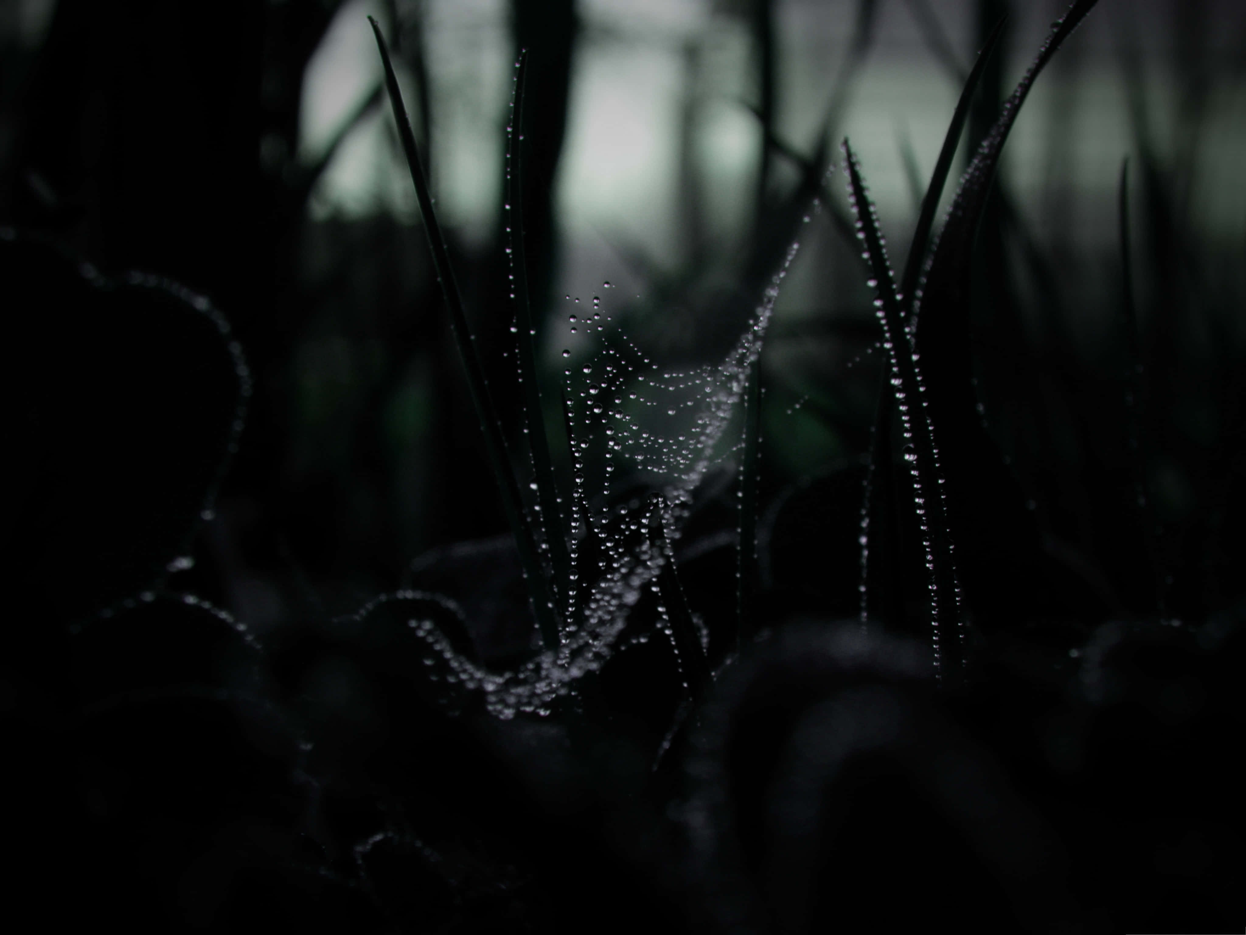 Dark Web 桌布 壁紙 — 一張精緻的蜘蛛網在黎明時分霧氣瀰漫的森林中，在暗色的草地上閃爍著露珠。