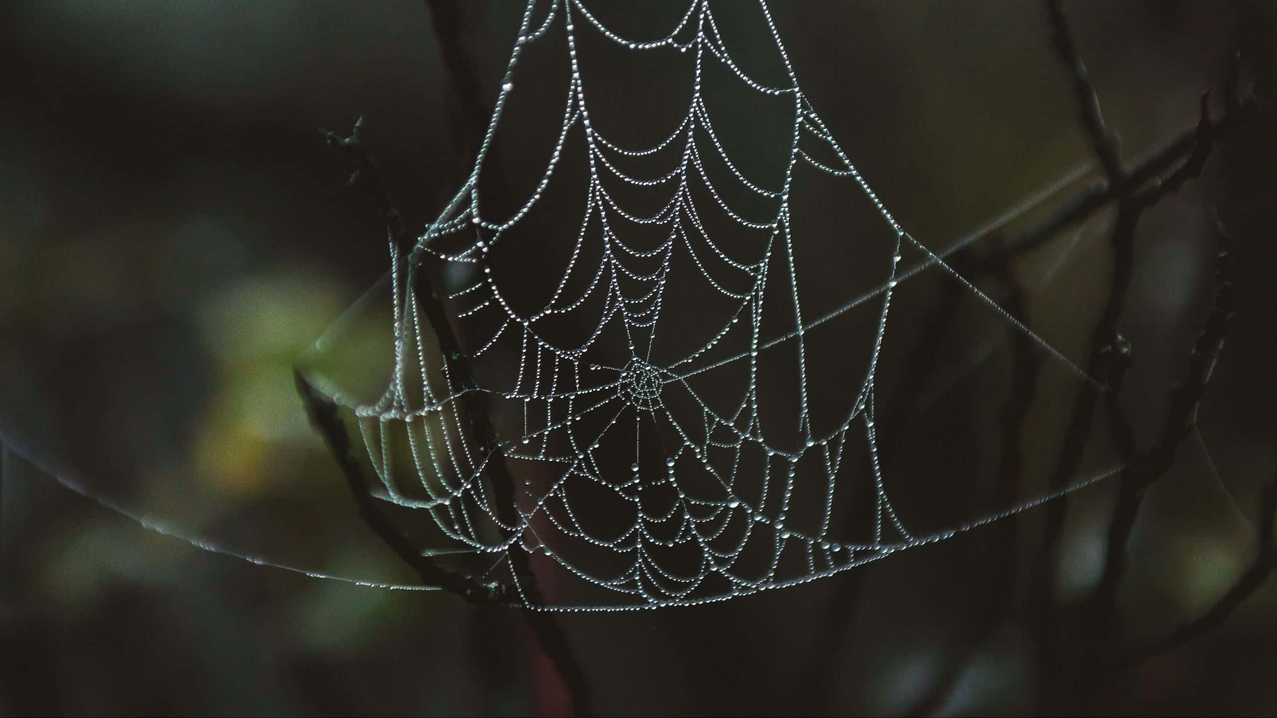 Spider Web 桌布 壁紙 — 一張精緻的蜘蛛網在黑暗模糊的森林背景下閃爍著露珠。