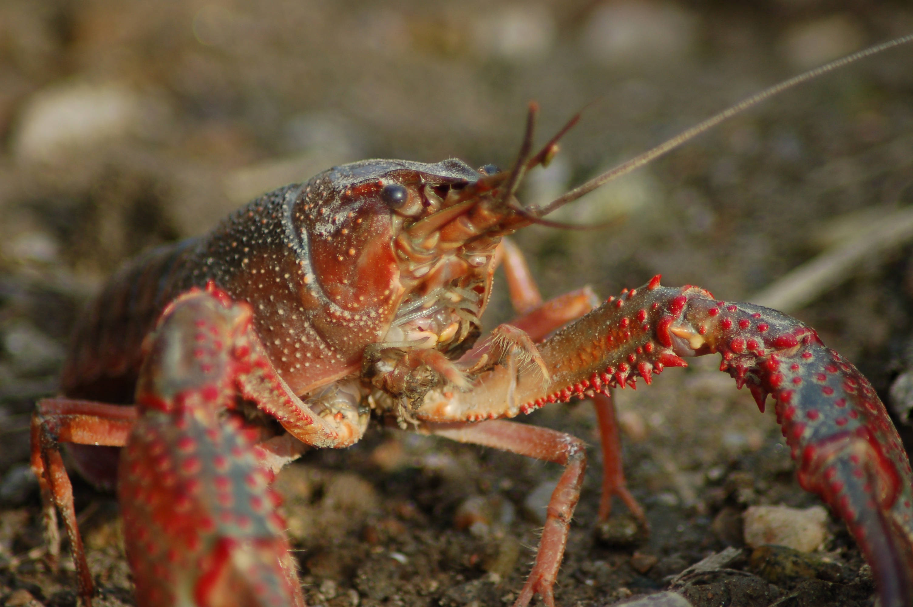 Lobster 桌布 壁紙 — 一張紅斑龍蝦的特寫照片，細節清晰的鉗子和觸角，背景是粗糙的泥土表面。