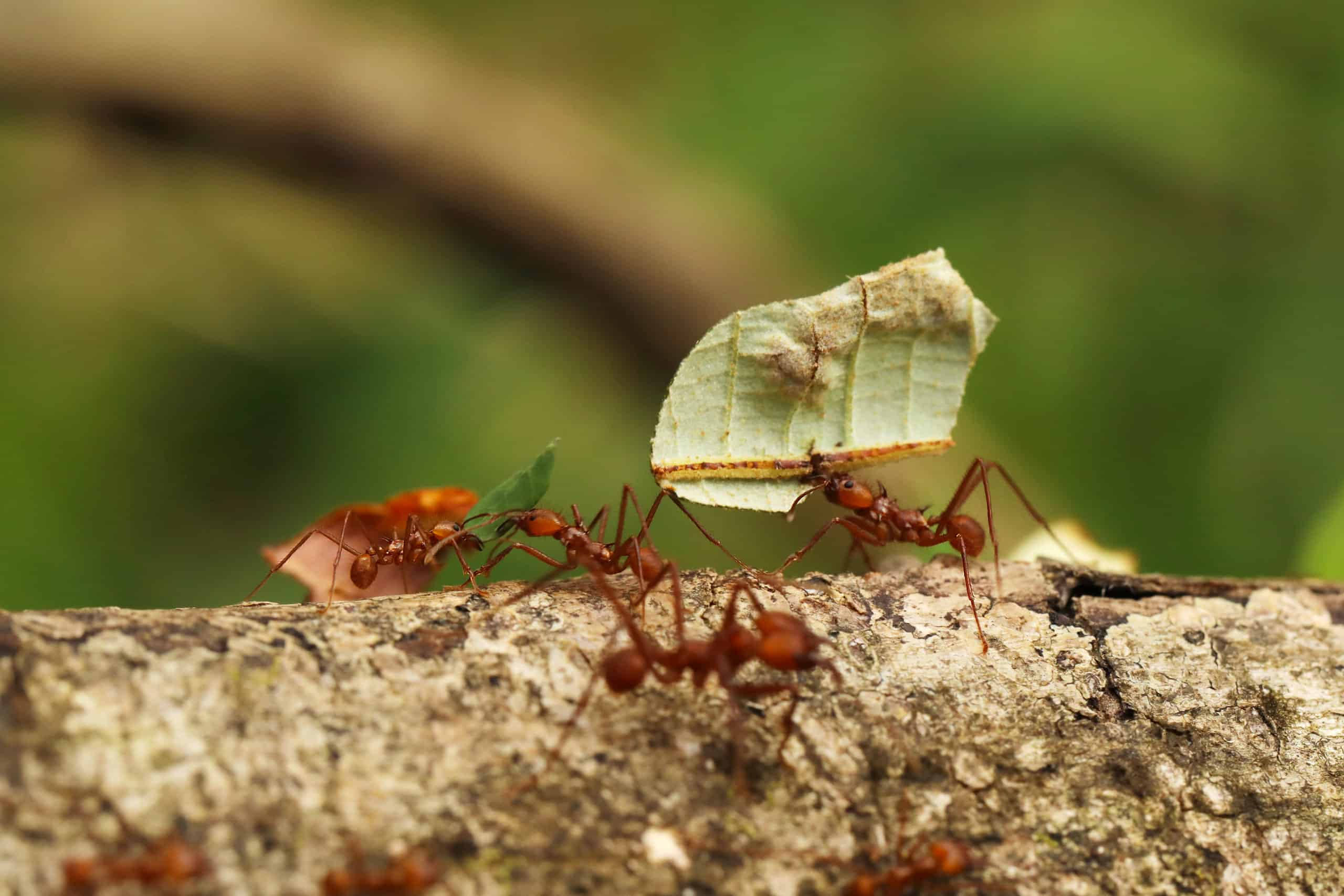 ant 桌布 壁紙 — 一張紅蟻合作搬運小葉子穿過有紋理的樹枝的特寫照片，背景是柔和的綠色。