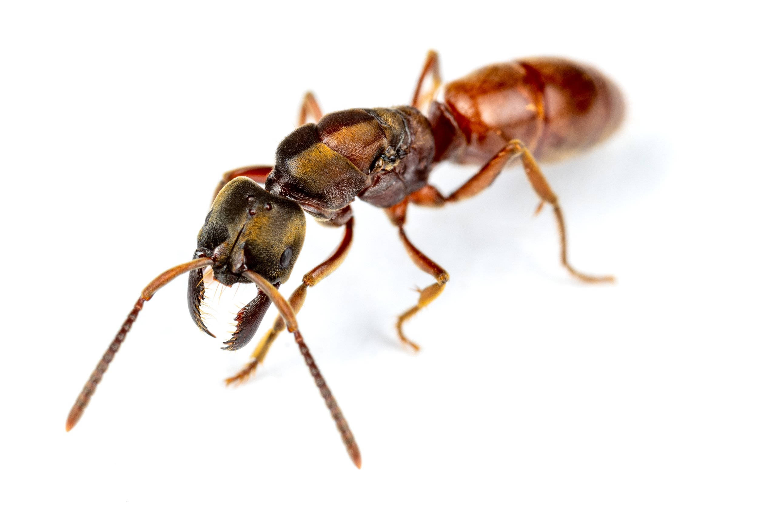 ant 桌布 壁紙 — 一張紅褐色螞蟻的特寫微距照片，具有詳細的大顎和觸角，背景為純白色。