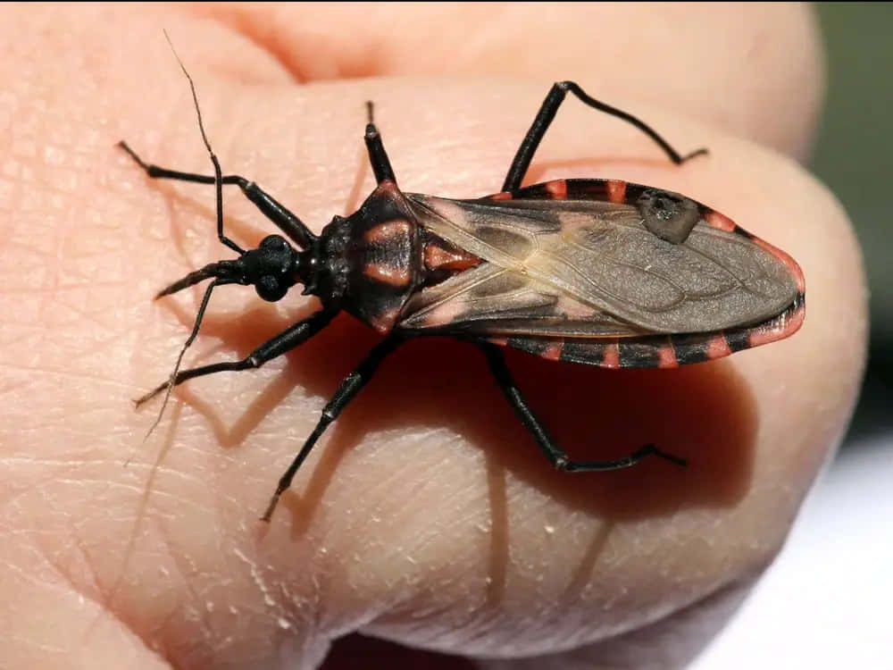 bug 桌布 壁紙 — 一張紅黑獵蝽停在人類手上的特寫照片，顯示出細緻的紋理和陰影。